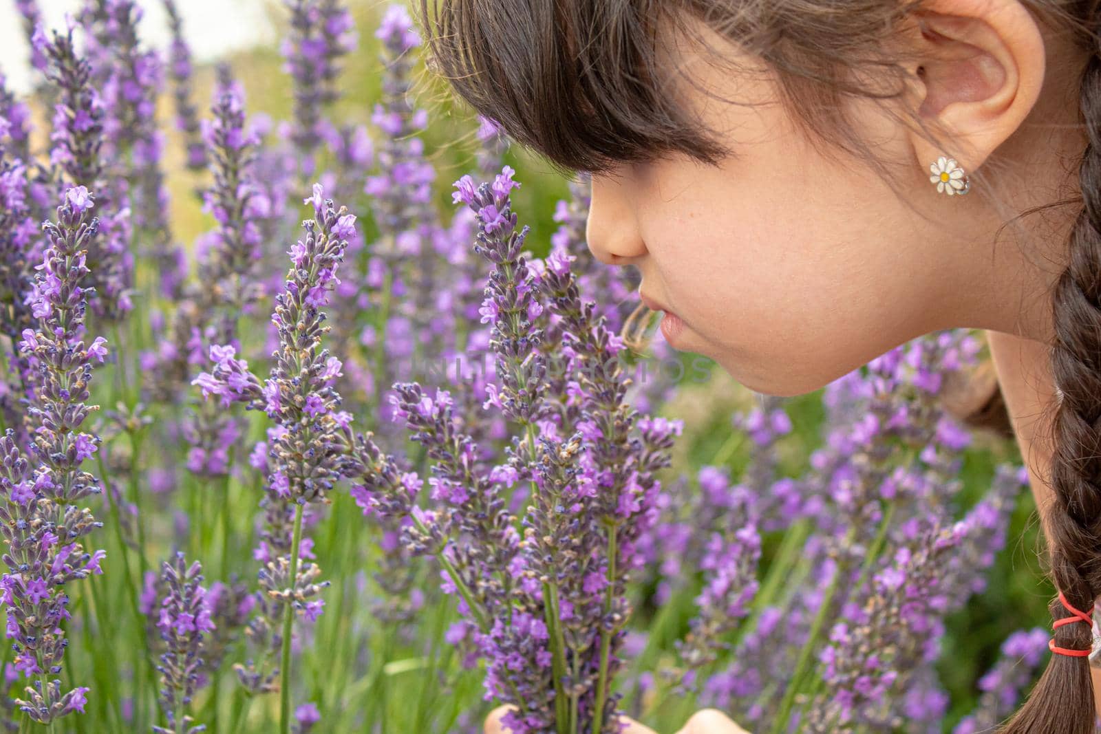 Girl in a flowering field of lavender. Selective focus. nature.