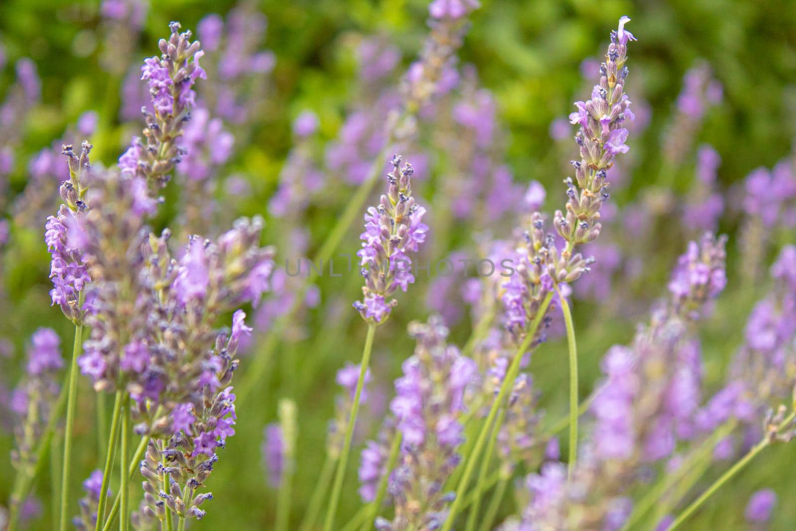 Blooming lavender field. Summer flowers. Selective focus nature