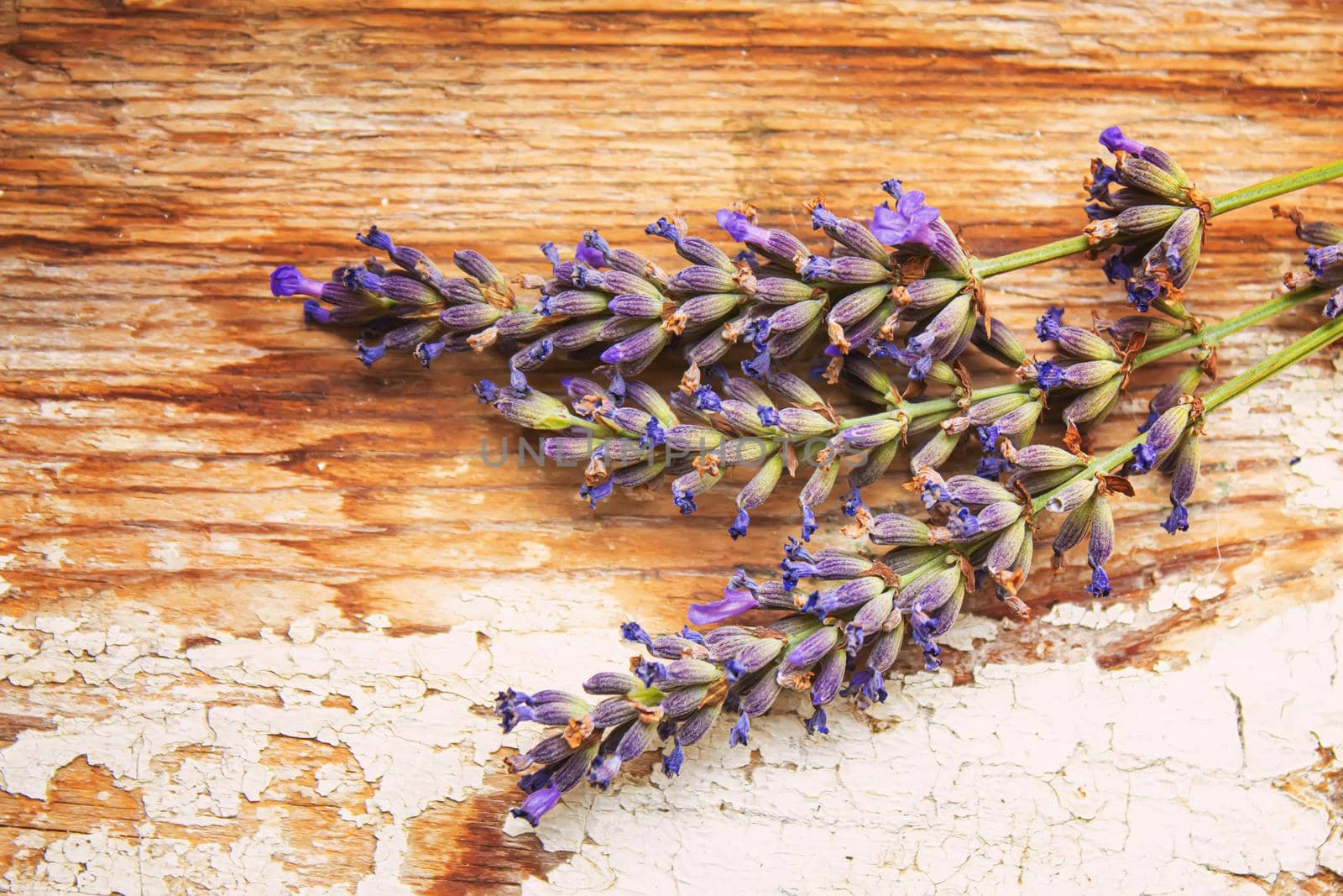 Lavender essential oil in a small bottle. Selective focus. nature.