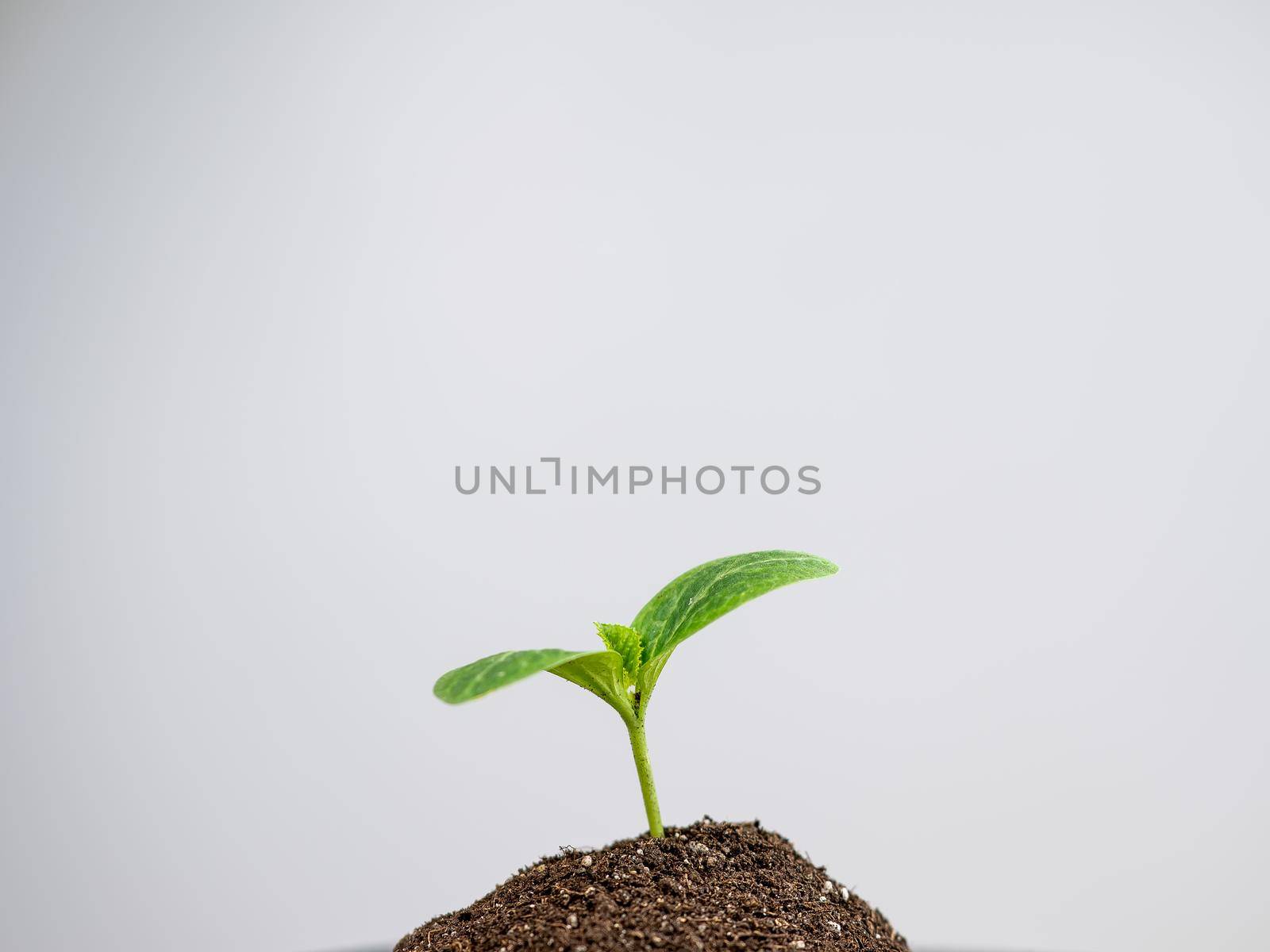 Zucchini sprout on white background