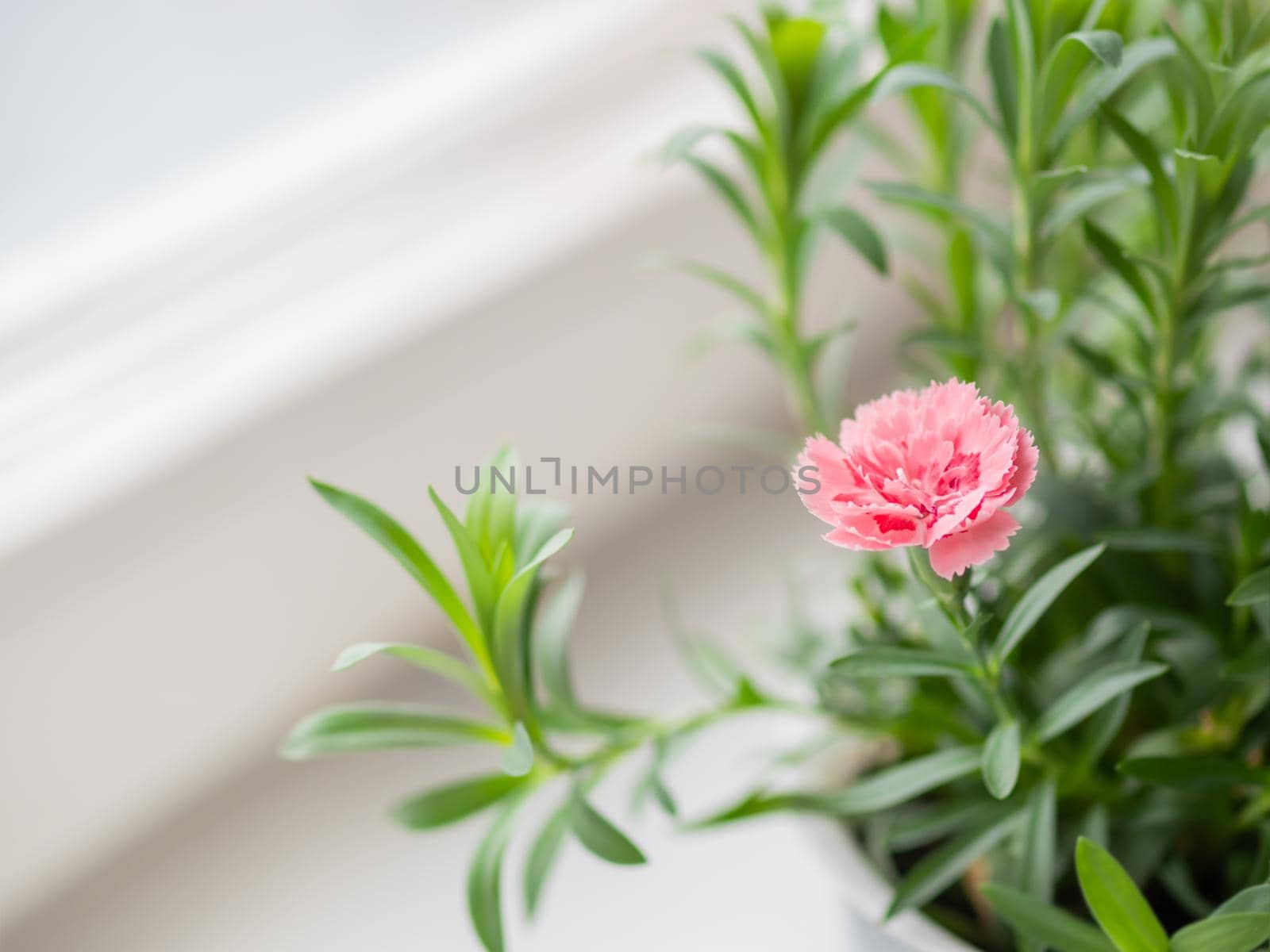 Pink flower of Dianthus chinensis, commonly known as rainbow pink or China pink. Blooming houseplant on window sill. by aksenovko