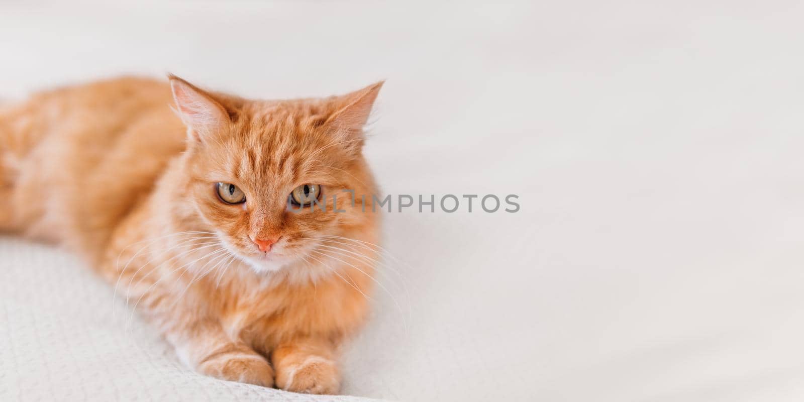 Cute ginger cat on white textile background. Attentive looking domestic animal. Fluffy pet. Background with copy space.