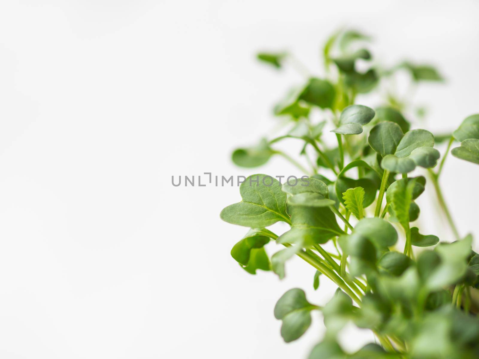 Horizontal banner with micro greens and copy space. Growing micro plants at home for health or vegan nutrition. Seed germination at home. by aksenovko