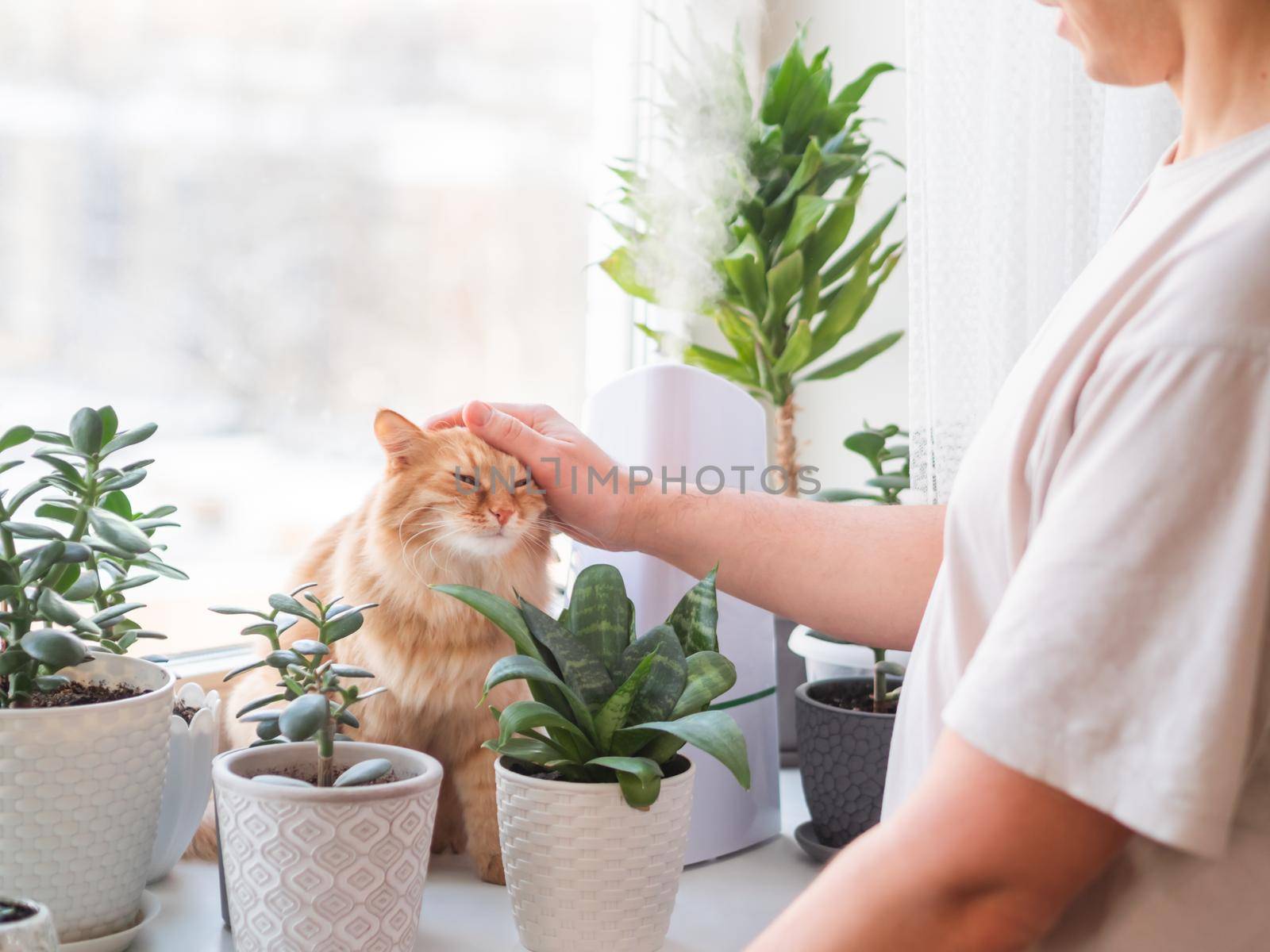 Man strokes cute ginger cat. Ultrasonic humidifier among houseplants. Flower pots with succulent plants on windowsill. Water steam moisturizes dry air at home. Electric device and fluffy pet. by aksenovko