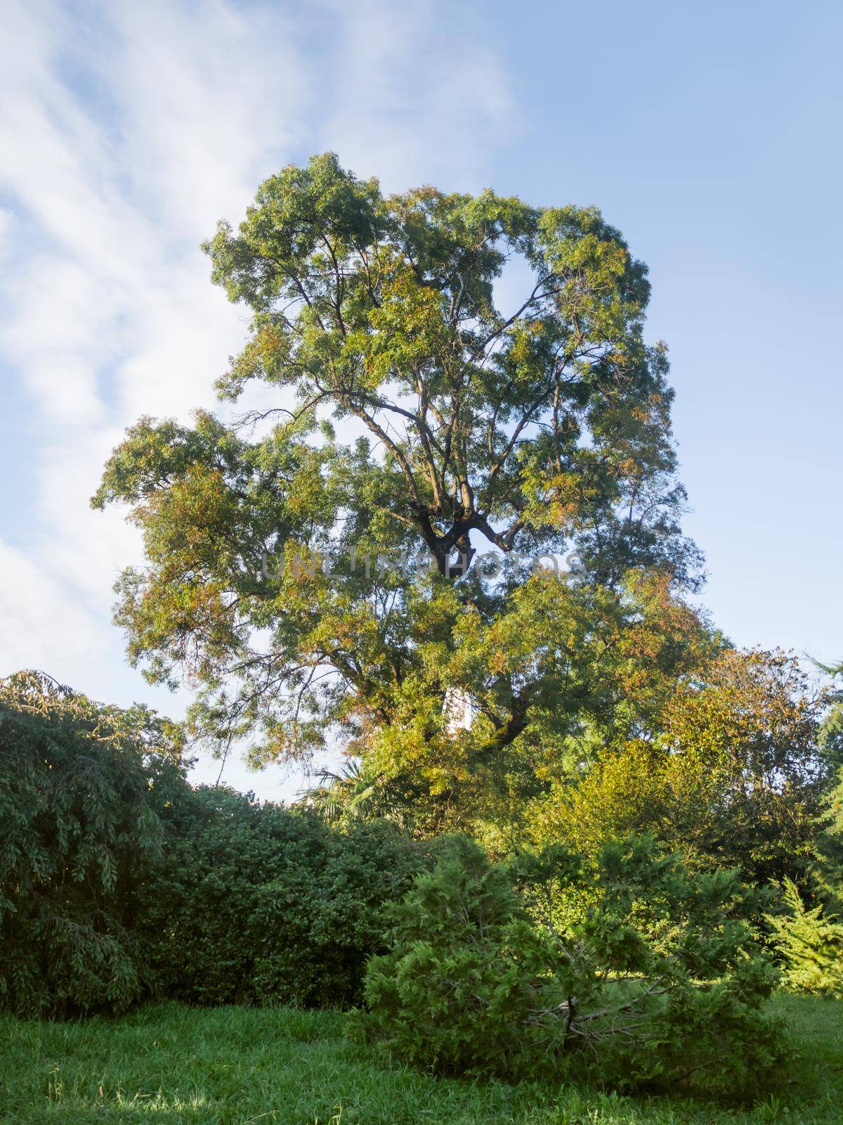 Chamaecyparis lawsoniana, known as Port Orford cedar or Lawson cypress and other trees and shrubs in recreation park.