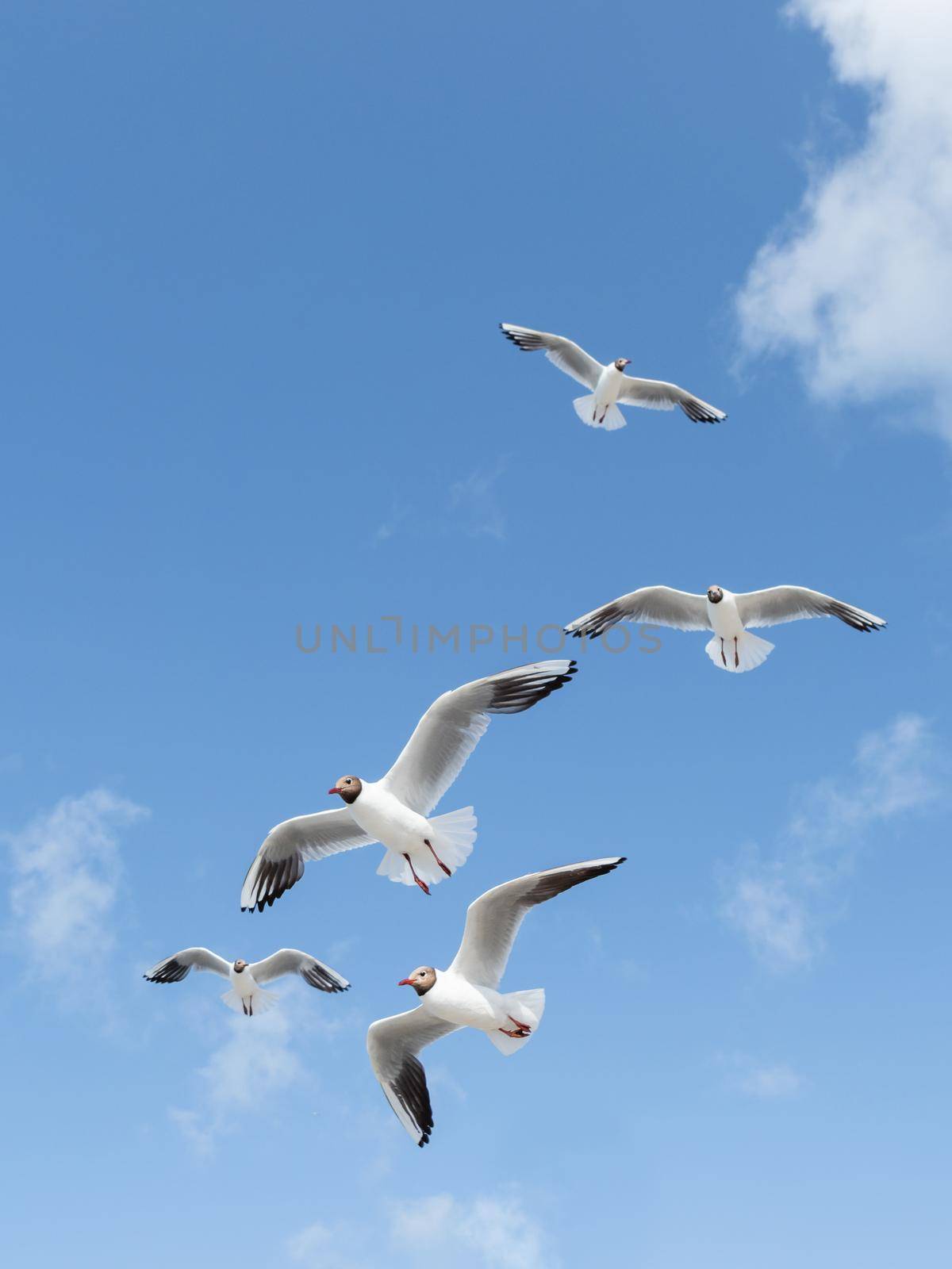Flying seagulls on clear blue sky background. Flock of sea birds in flight. Symbol of freedom. by aksenovko