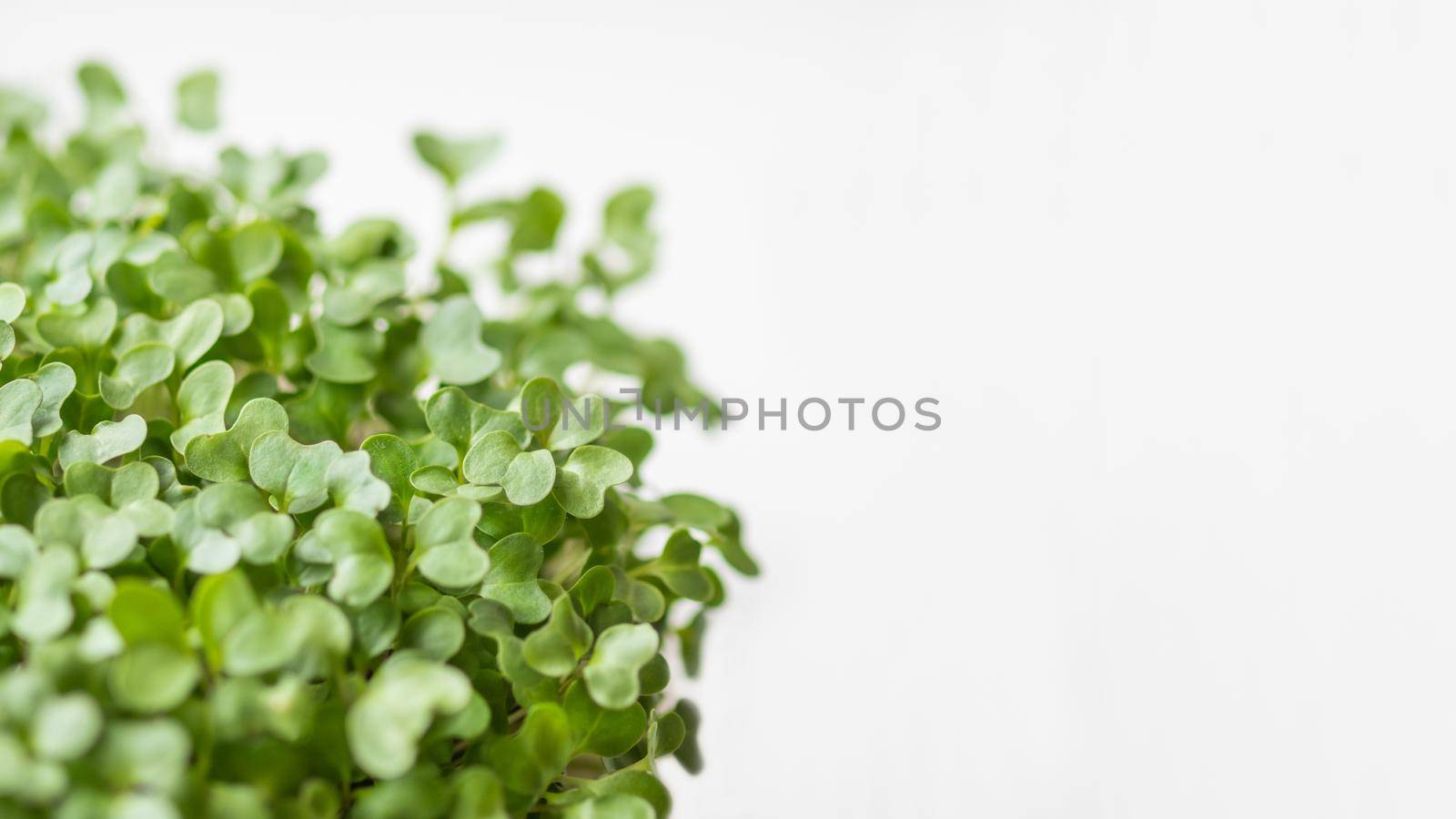 Horizontal banner with micro greens and copy space. Growing micro plants at home for health or vegan nutrition. Seed germination at home.