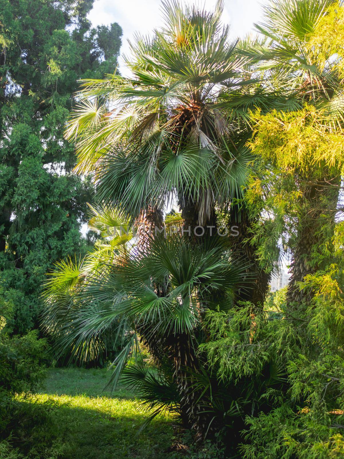 Chamaerops humilis, variously called European fan palm or the Mediterranean dwarf palm. Recreation park at sunset. by aksenovko