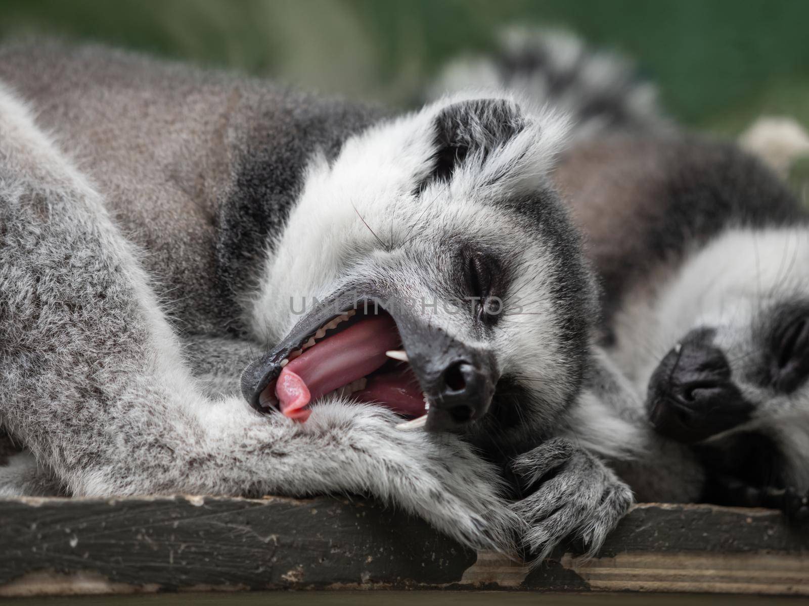 Sleeping pair of ring-tailed lemur or lemur catta. Grey fluffy animals have a nap on wooden plank. by aksenovko