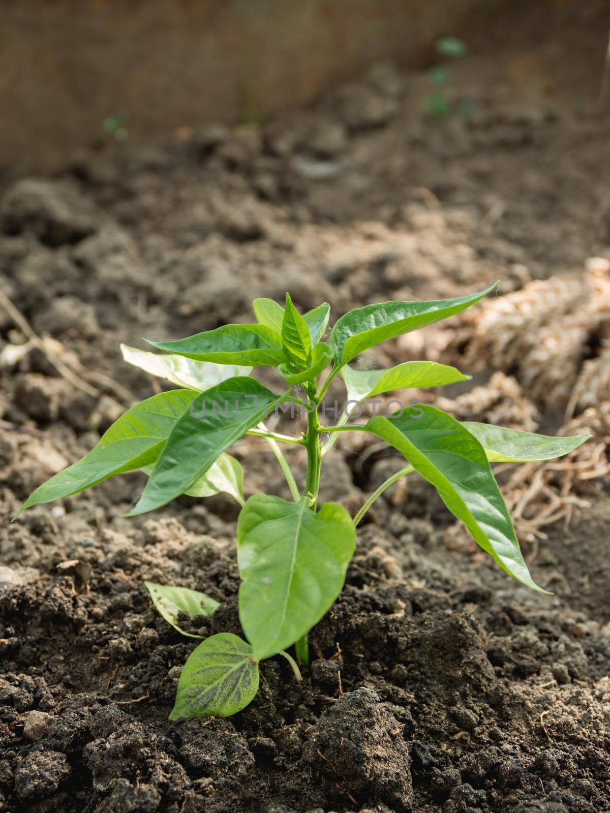 Pepper in open ground. Green fresh leaves of edible plant. Gardening at spring and summer. Growing organic food.