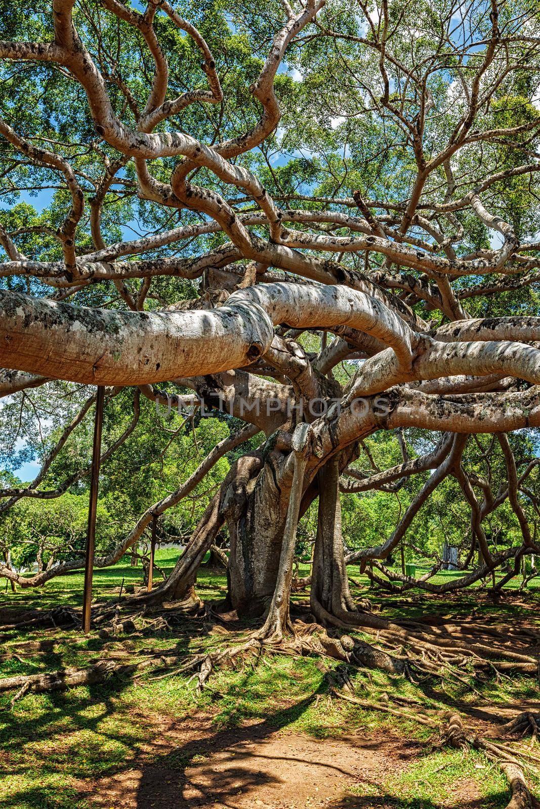 Ficus Benjamina tree in Peradeniya Botanical Gardens, Kandy, Sri Lank