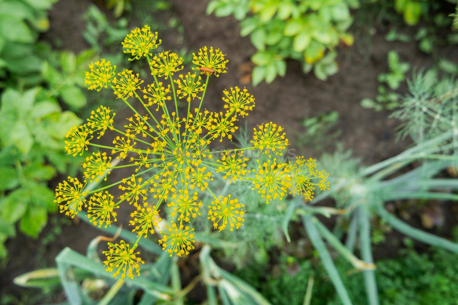 Yellow flowers of dill or Anethum graveolens. Gardening outdoors. Agriculture on personal ground. Growing organic vegetables and herbs in greenhouses and open air. by aksenovko