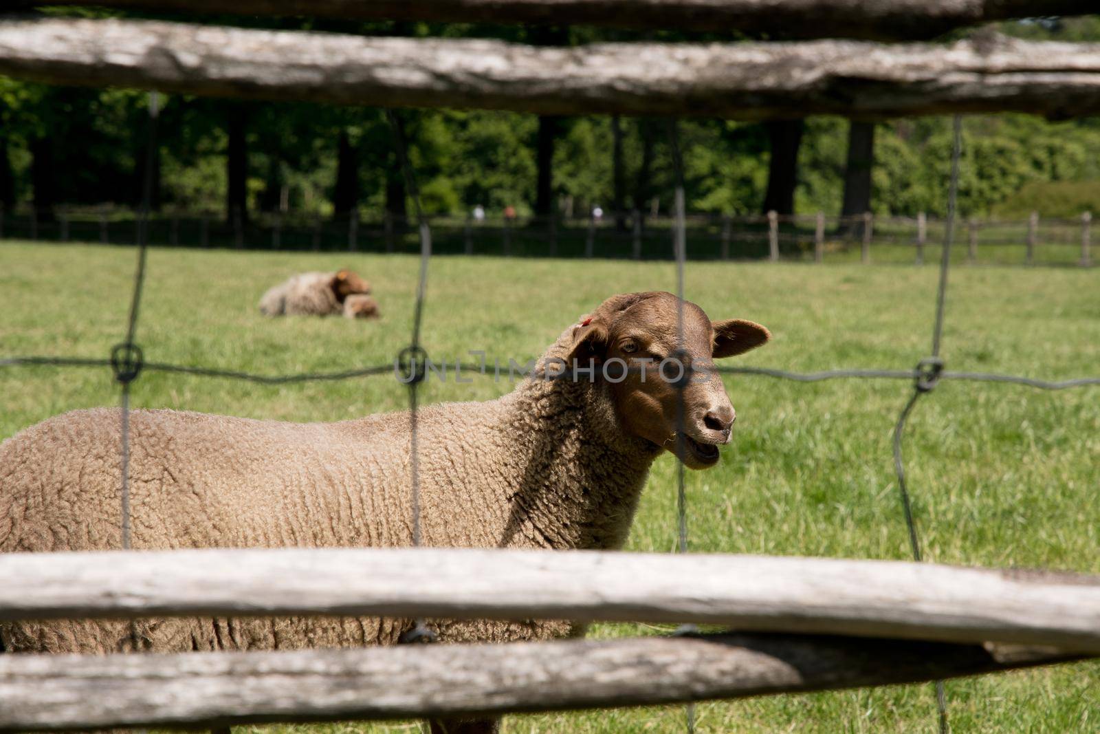 brown sheep graze on an open green meadow in a farming area, rural life, countryside landscape, A flock of sheep grazes on a green pasture on a sunny day, High quality photo