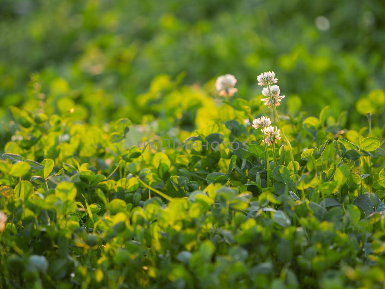 White clover on blurred green grass background. Flowers in bloom at sunset. Summer natural background. by aksenovko