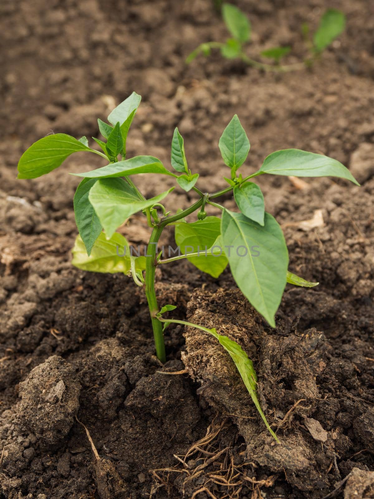 Pepper in open ground. Green fresh leaves of edible plant. Gardening at spring and summer. Growing organic food.