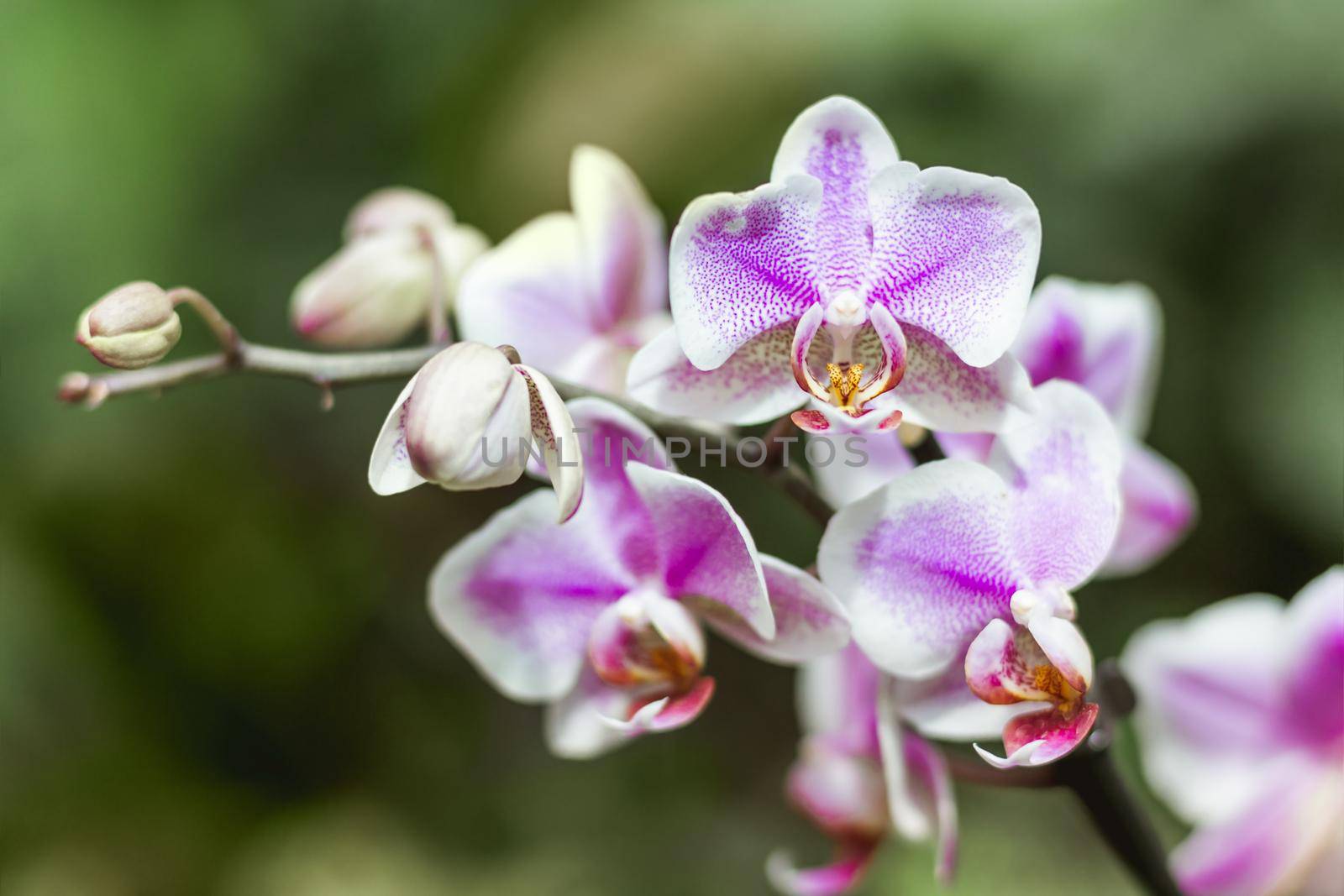 Purple orchids on blurred background. Close up photo of exotic flowers in bloom. Fragile buds on branches without leaves. by aksenovko