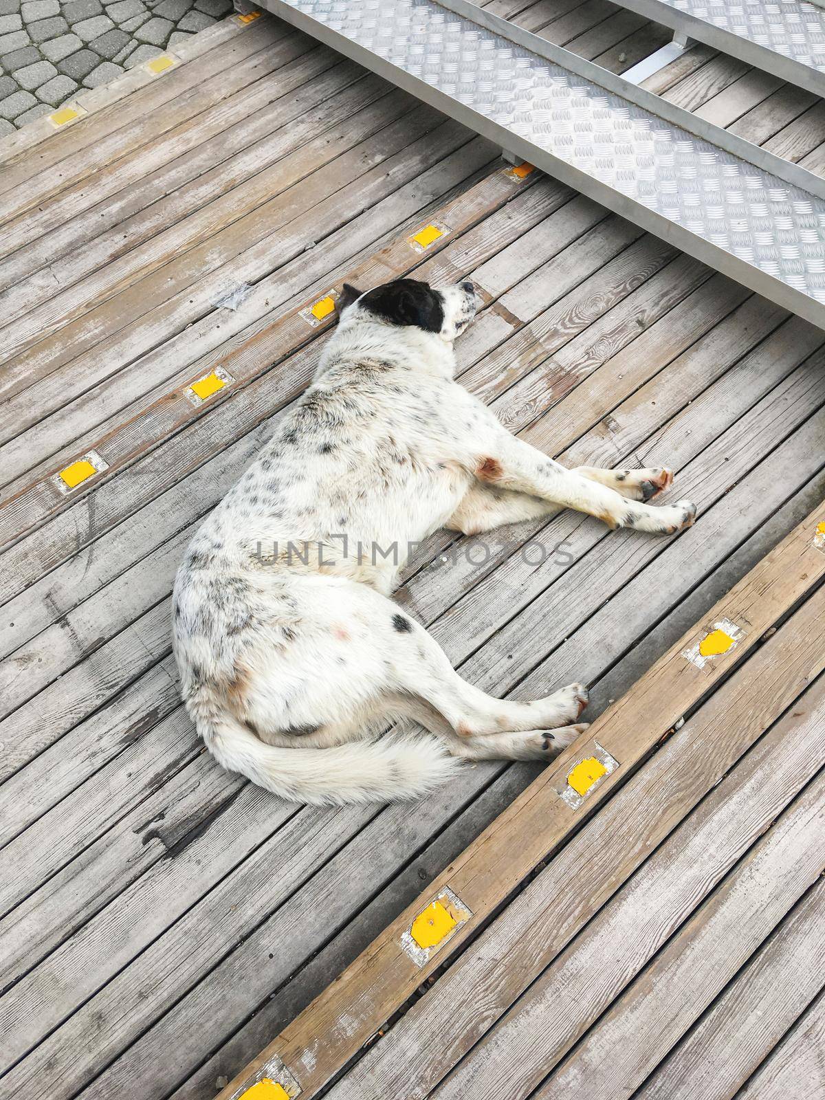 Stray dog is sleeping on wooden outdoor steps. Homeless animal indifferently relaxes on stairs of pavement.