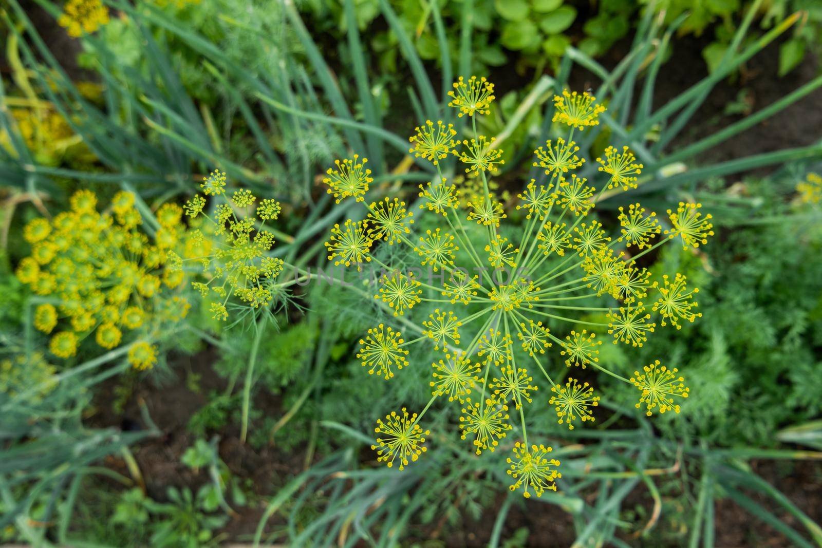 Yellow flowers of dill or Anethum graveolens. Gardening outdoors. Agriculture on personal ground. Growing organic vegetables and herbs in greenhouses and open air.