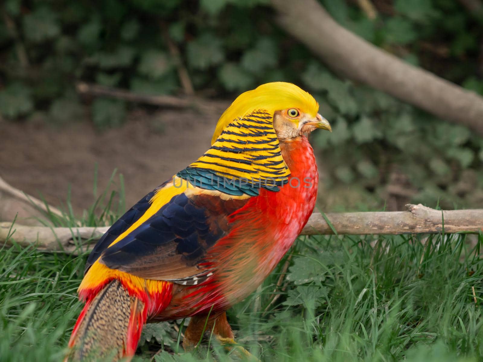 Golden pheasant or Chrysolophus pictus, also known as Chinese pheasant. Bright bird with rainbow colored feathers in grass. by aksenovko