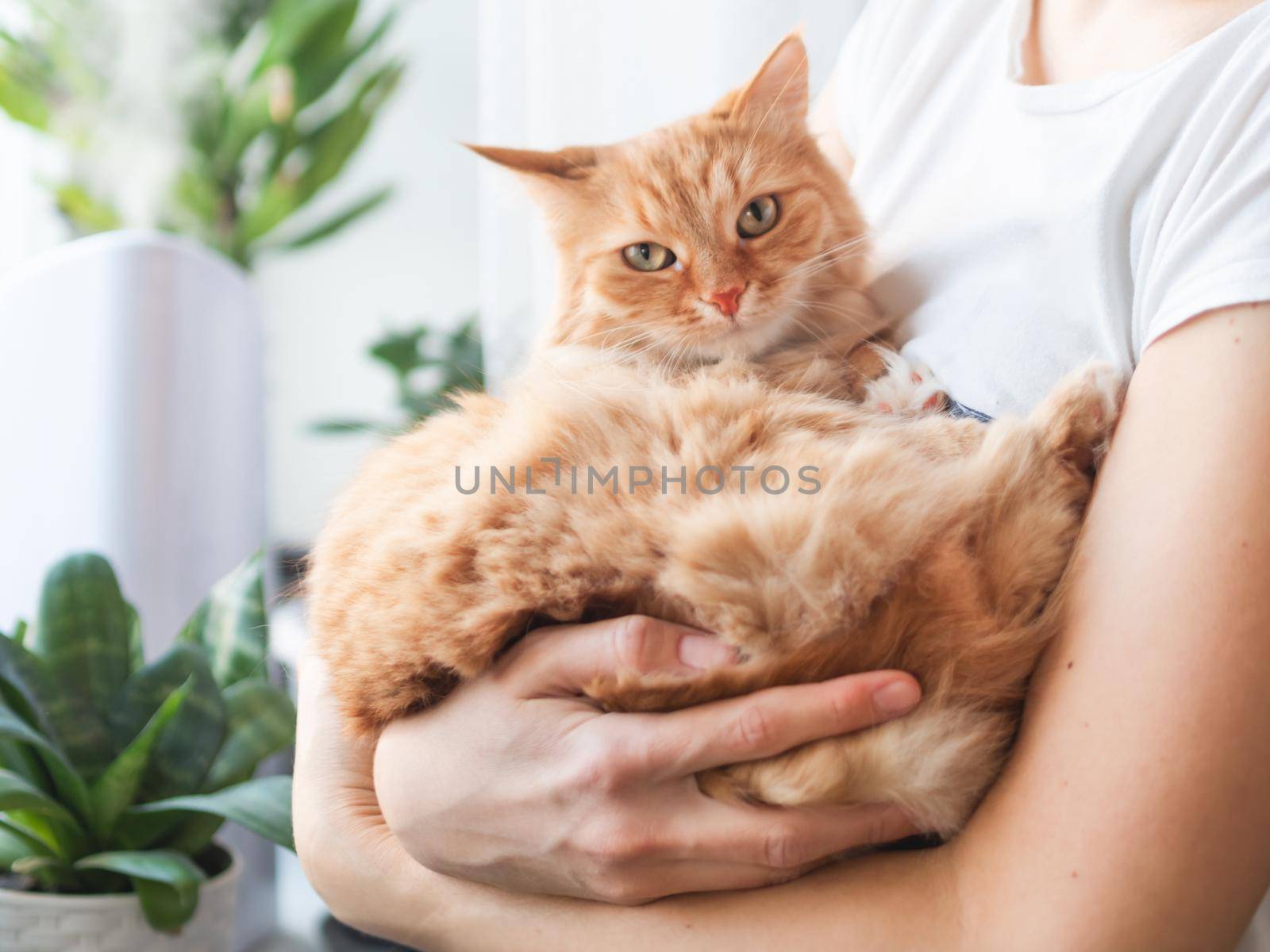 Woman strokes cute ginger cat. Ultrasonic humidifier among houseplants. Flower pots with succulent plants on windowsill. Water steam moisturizes dry air at home. Electric device and fluffy pet. by aksenovko