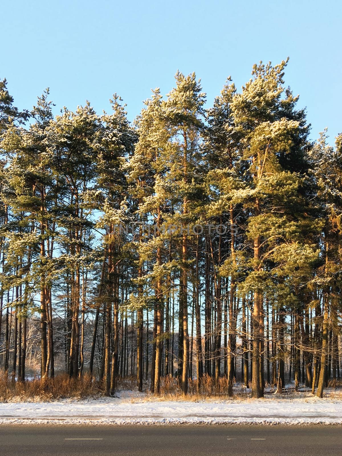 High pine trees grow along countryside road. Rural landscape with trees near asphalt road bed. Sunny winter day.