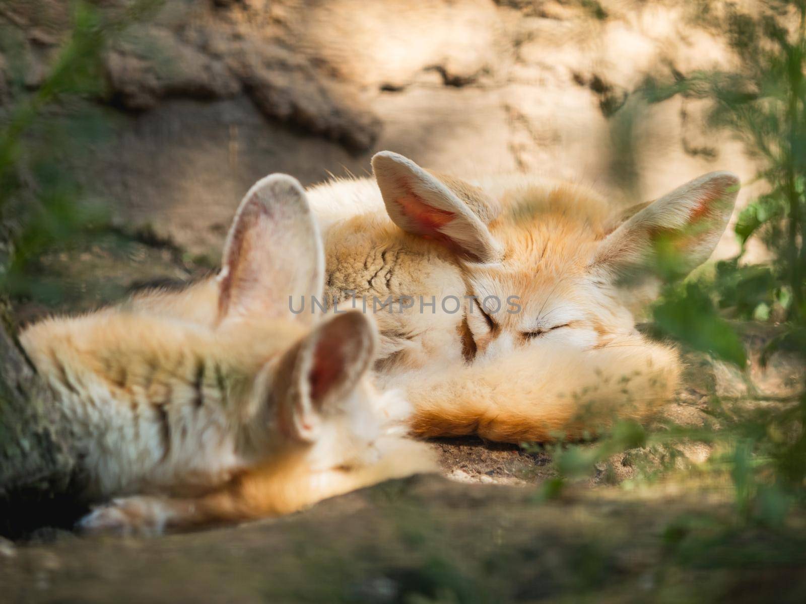 Pair of fennec fox or Vulpes zerda is sleeping on ground. Small crepuscular foxes have a rest in shadow in sunny summer day. by aksenovko