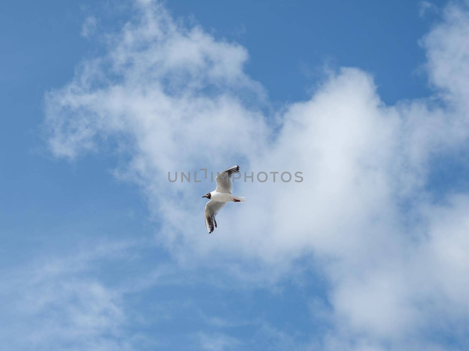 Seagull in flight. Water bird is flying on blue sky background. Symbol of freedom.