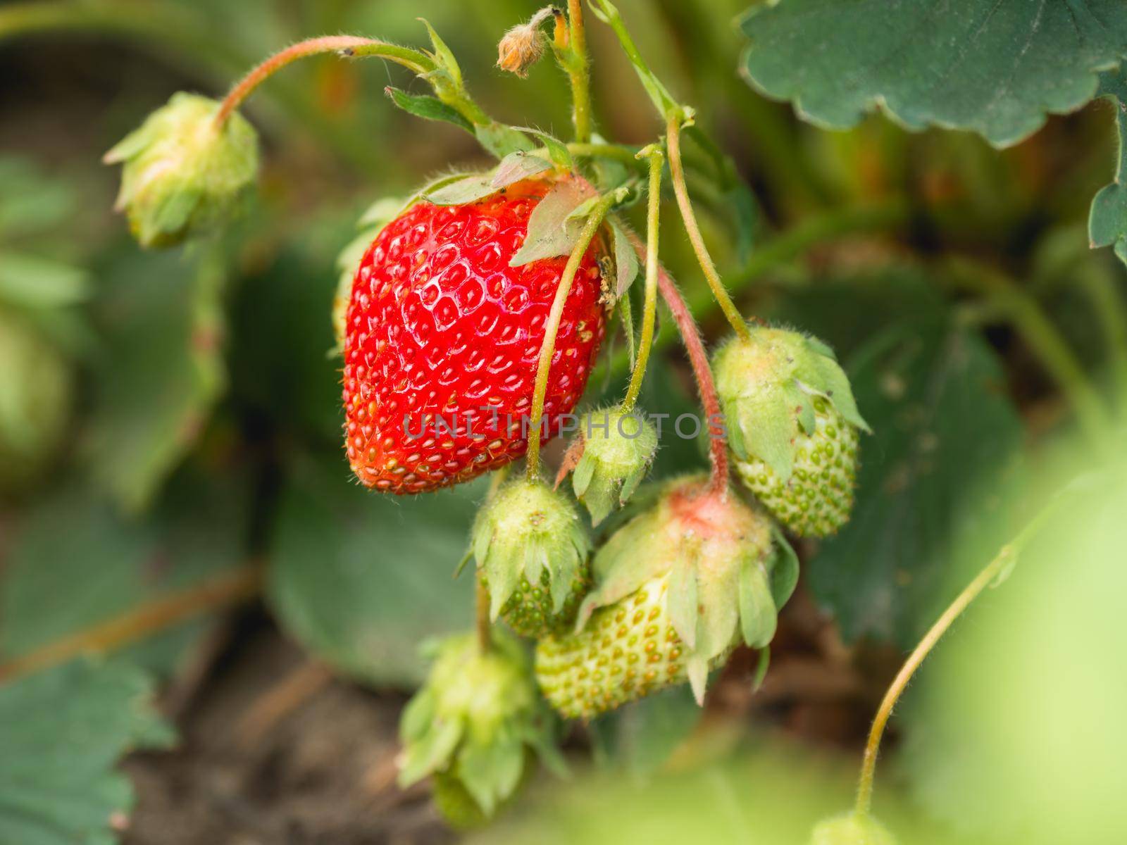 Red and green strawberries under leaves. Sunny day in garden with growing berries. Agriculture. by aksenovko