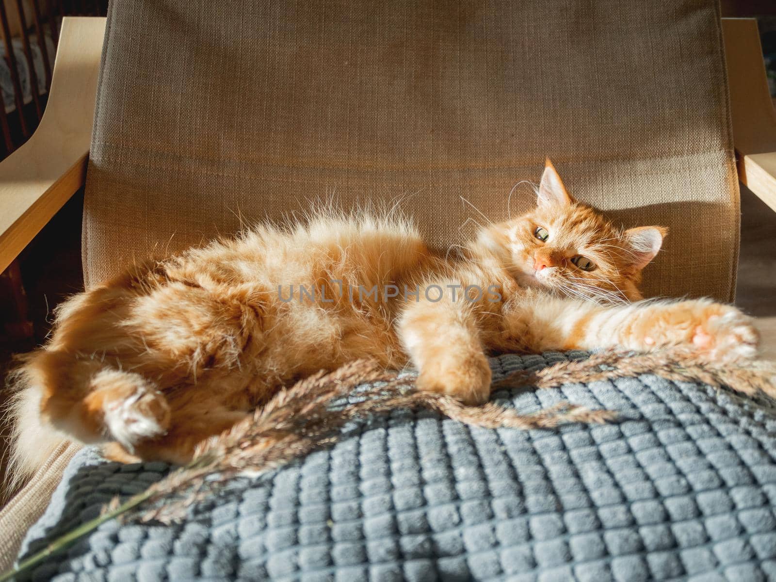 Cute ginger cat lying on pillow. Woman id using dried grass used as toy for fluffy pet. Cozy home lit with sun.