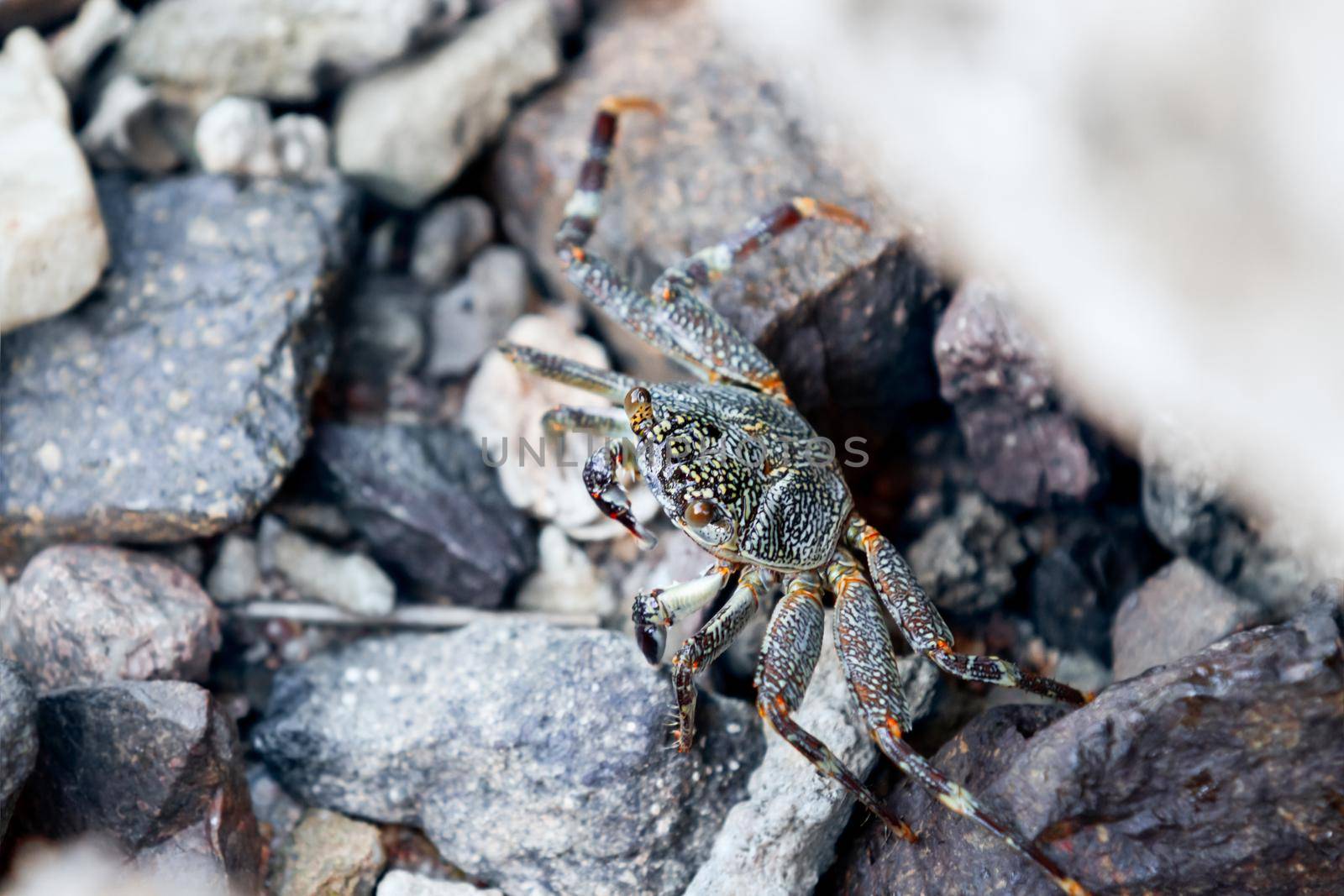 Crab hides among rocks on beach. Color of crab coincides with color of stones on coast. Mimicry in nature.