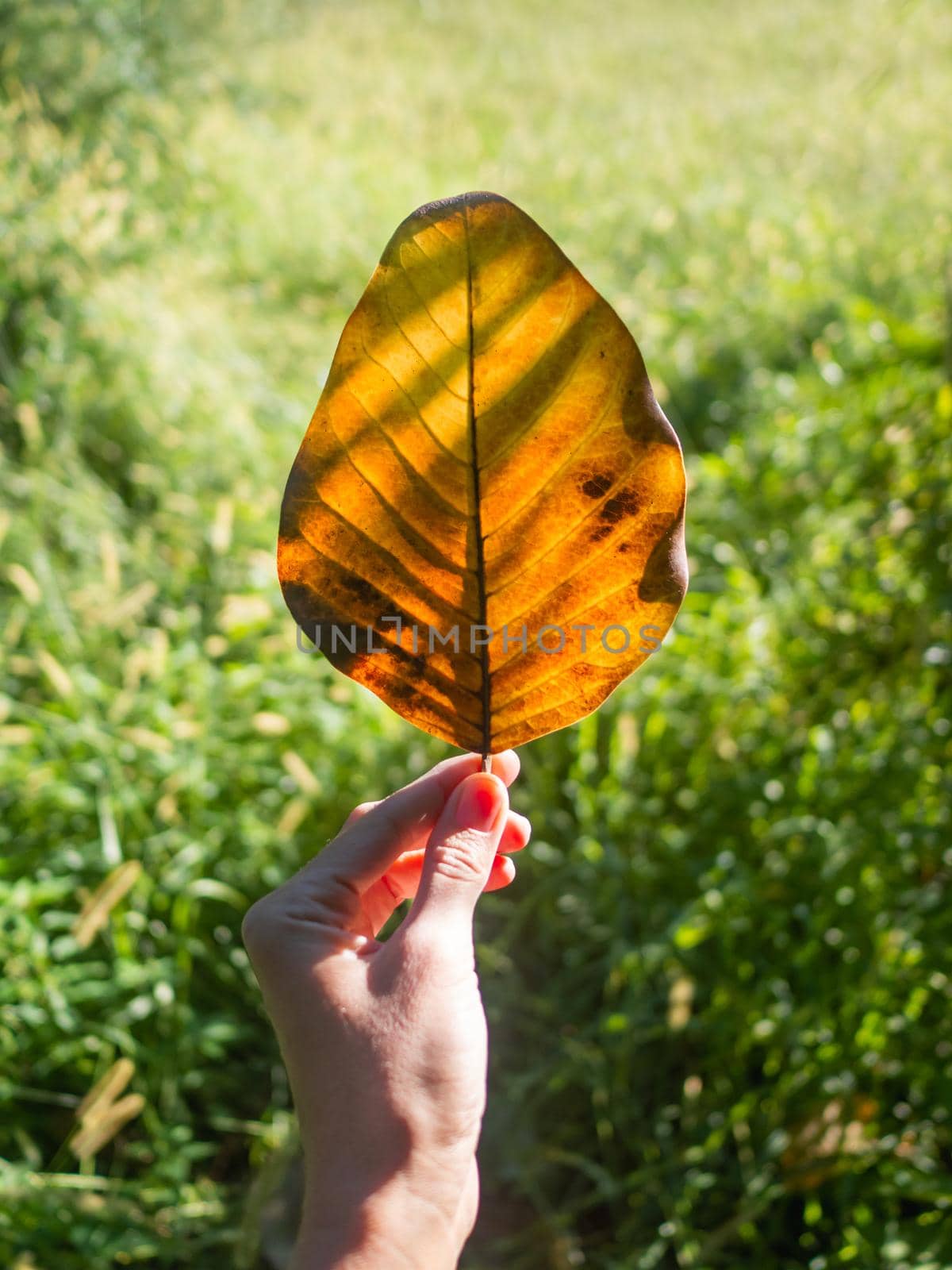 Woman holds bright orange tree leaf on green grass background. Symbol of summer end. Beginning of autumn. Fall season is near.