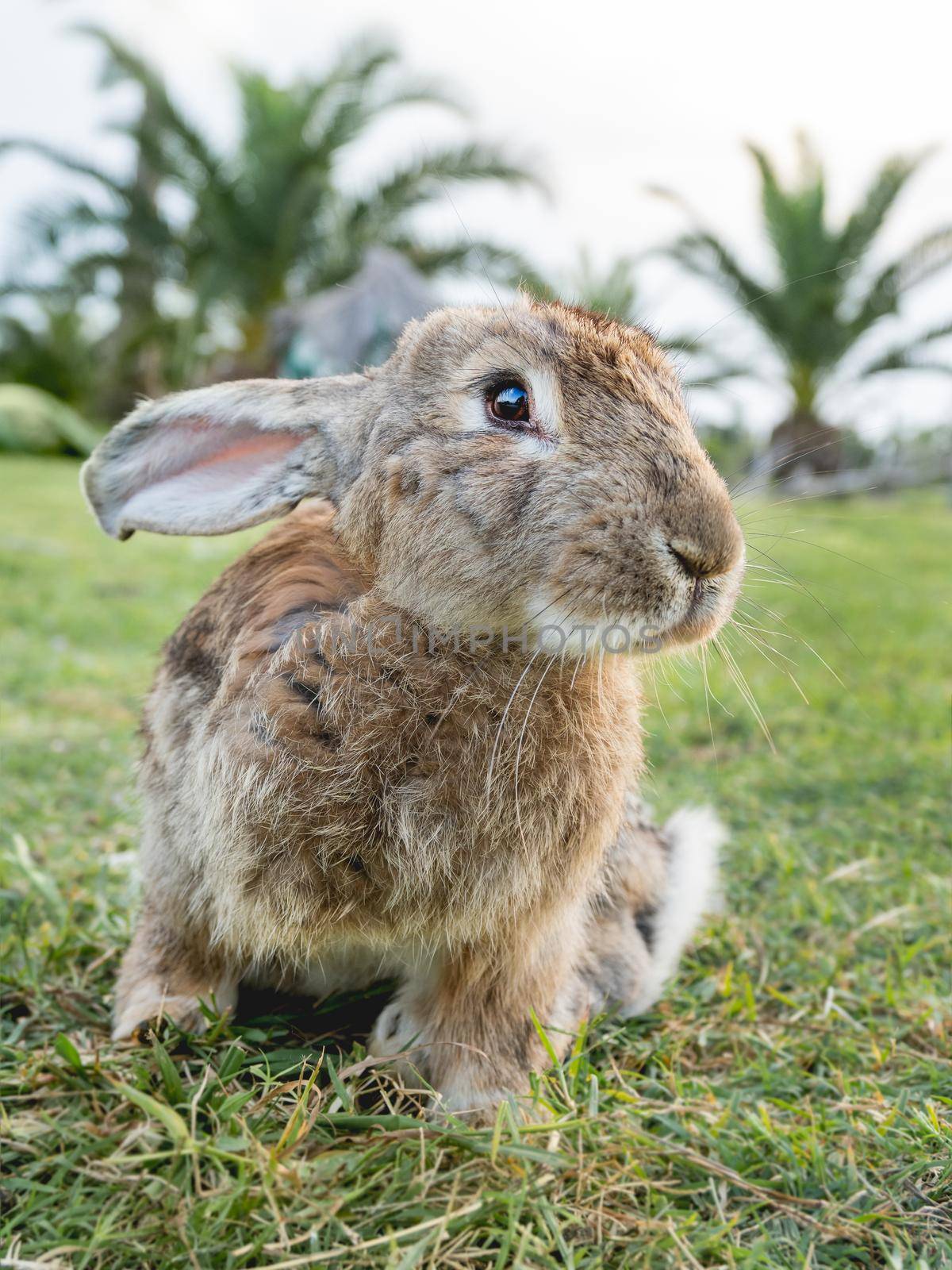Portrait of cute bunny on lawn. Fluffy rabbit on green grass is staring in camera. Farm animal is grazing on field outdoors.