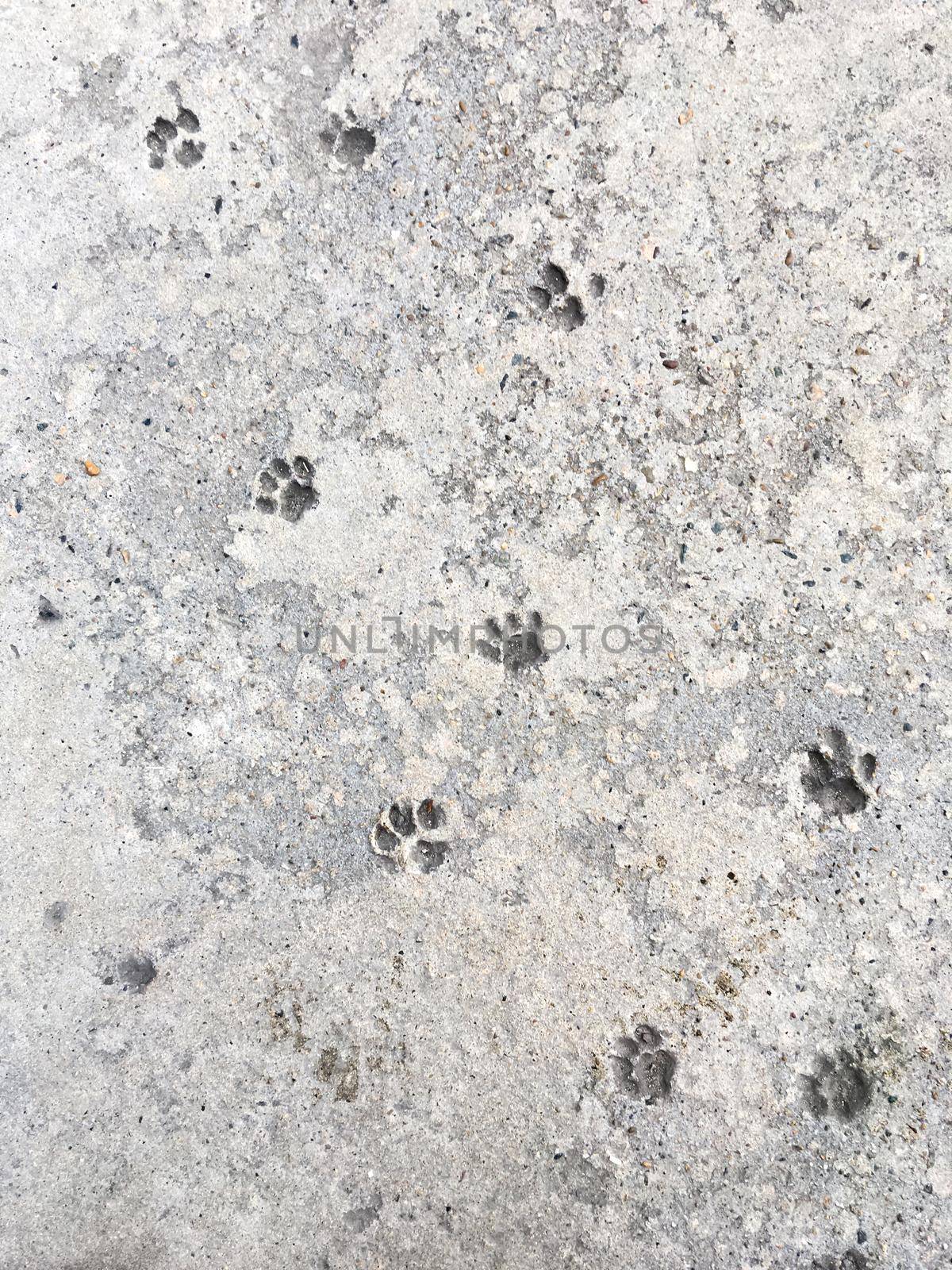 Cat's steps in grey concrete. Relief animal footmarks in beton pavement.