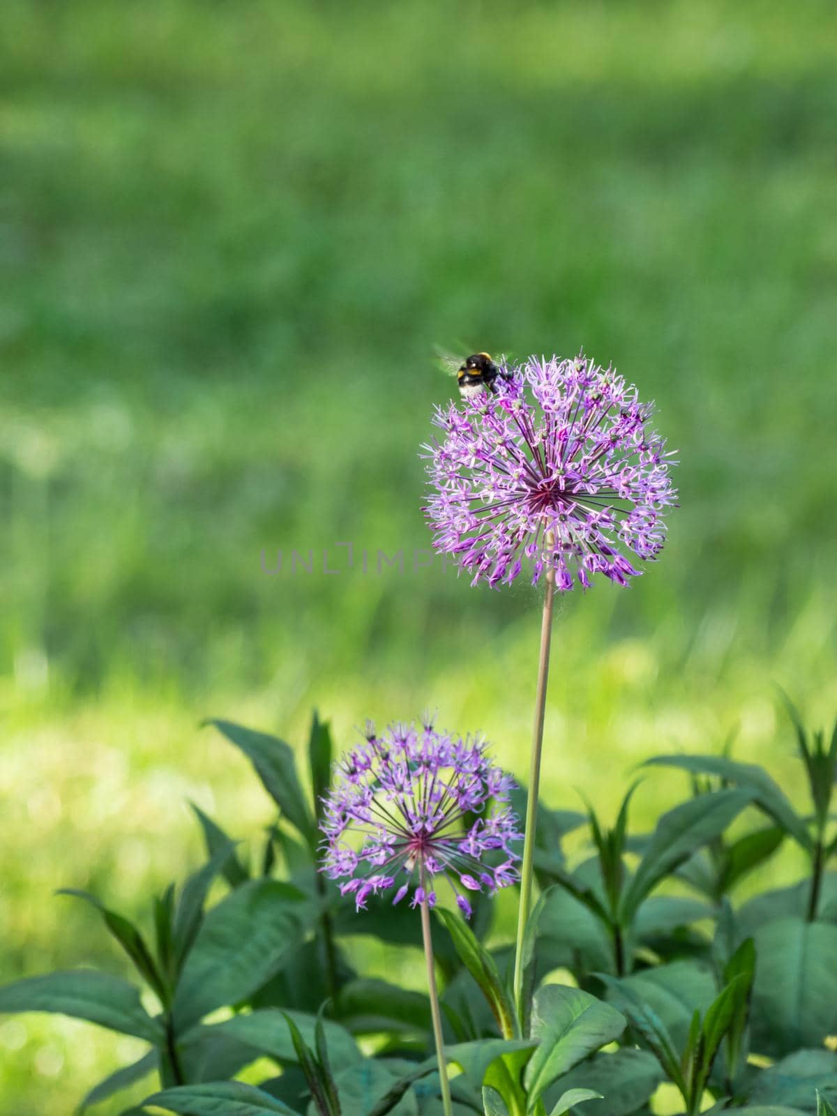 Bumblebee collects pollen from purple cultivated Allium. Natural summer background with flowers in bloom and insect.