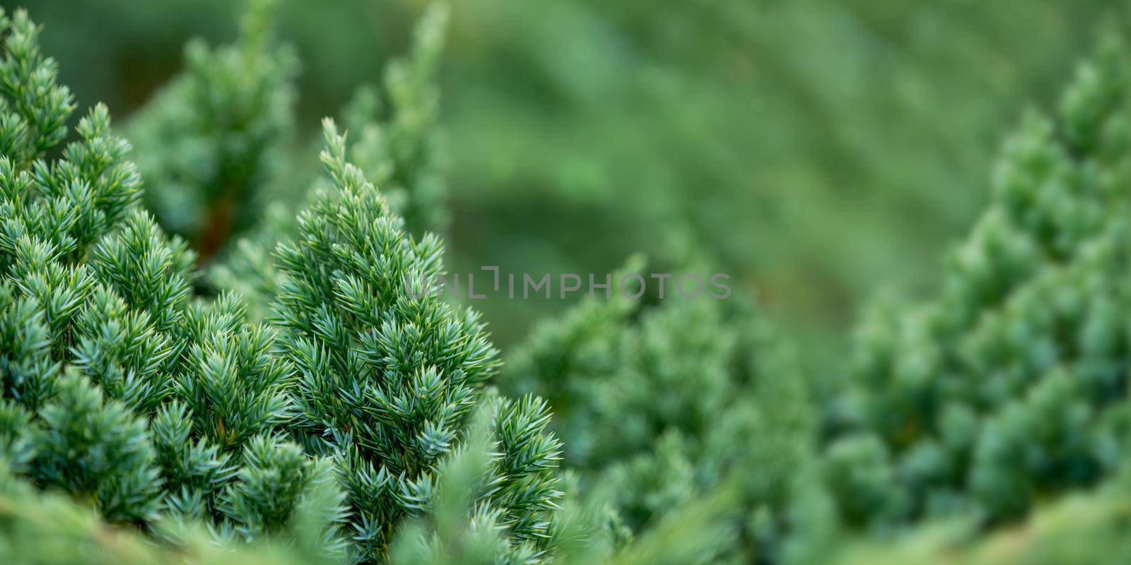 Green branches of juniper. Horizontal banner with coniferous tree and copy space. Natural background. by aksenovko