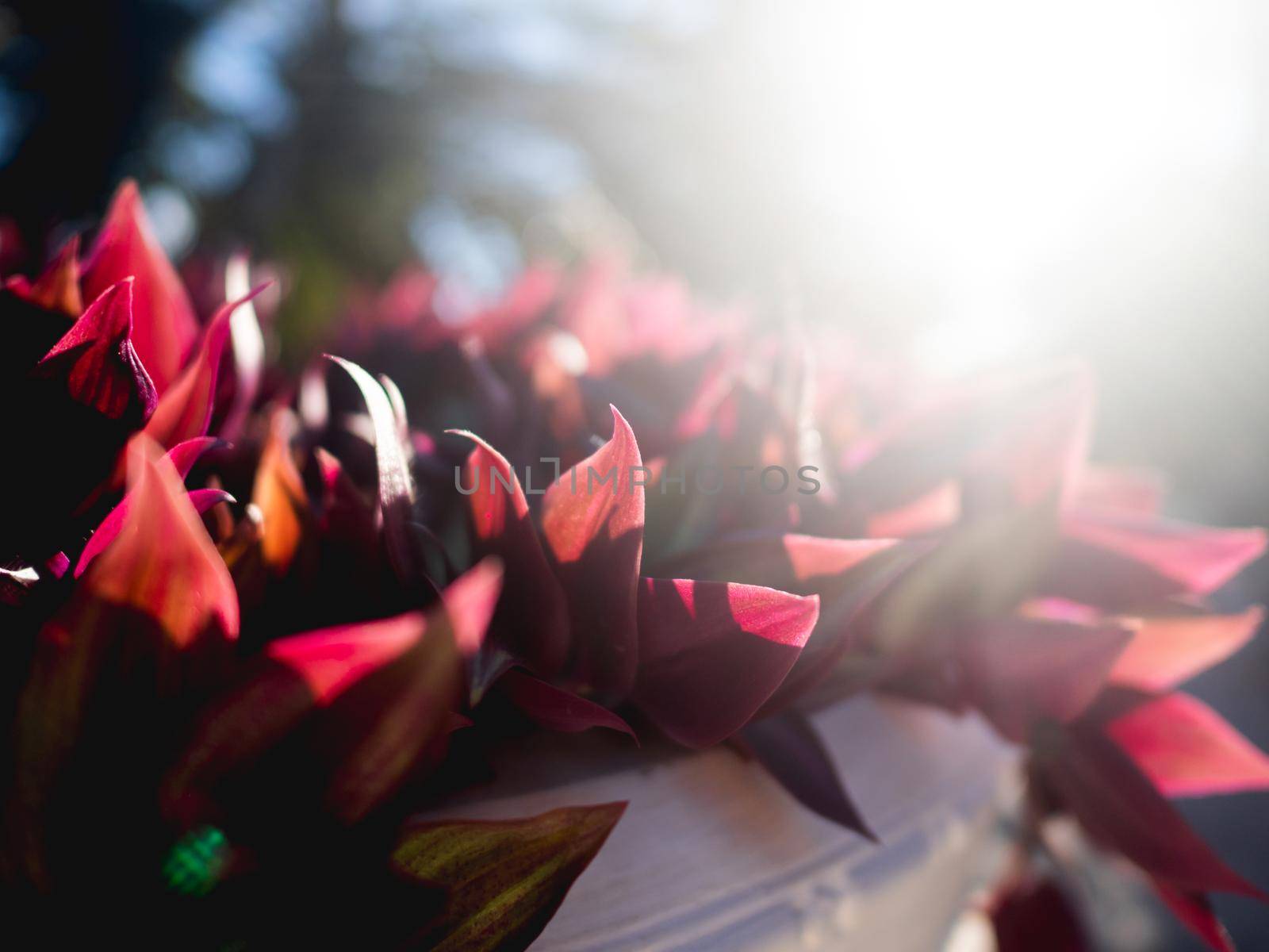 Sun shines through red leaves in public park. Close up photo of vibrant plant at sunset. Natural background.