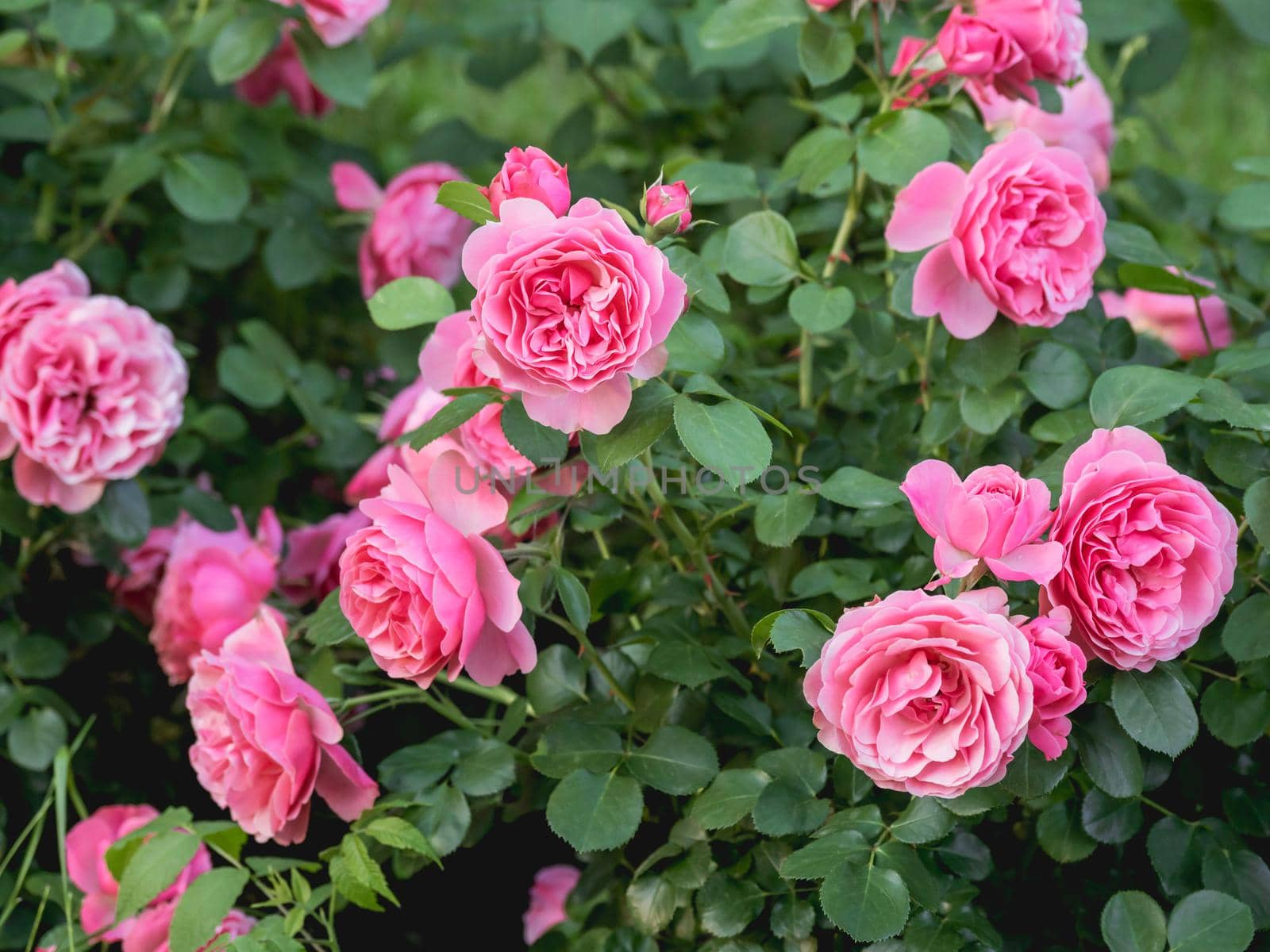 Natural summer background with thick pink roses on shrub. Beautiful blooming flowers on green leaves background.