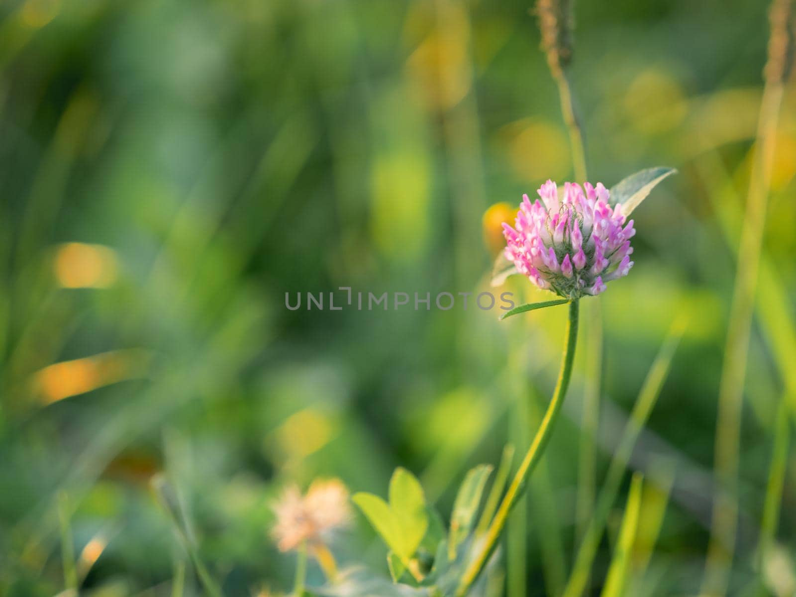 Pink clover on blurred green grass background. Flower in bloom. Summer background.