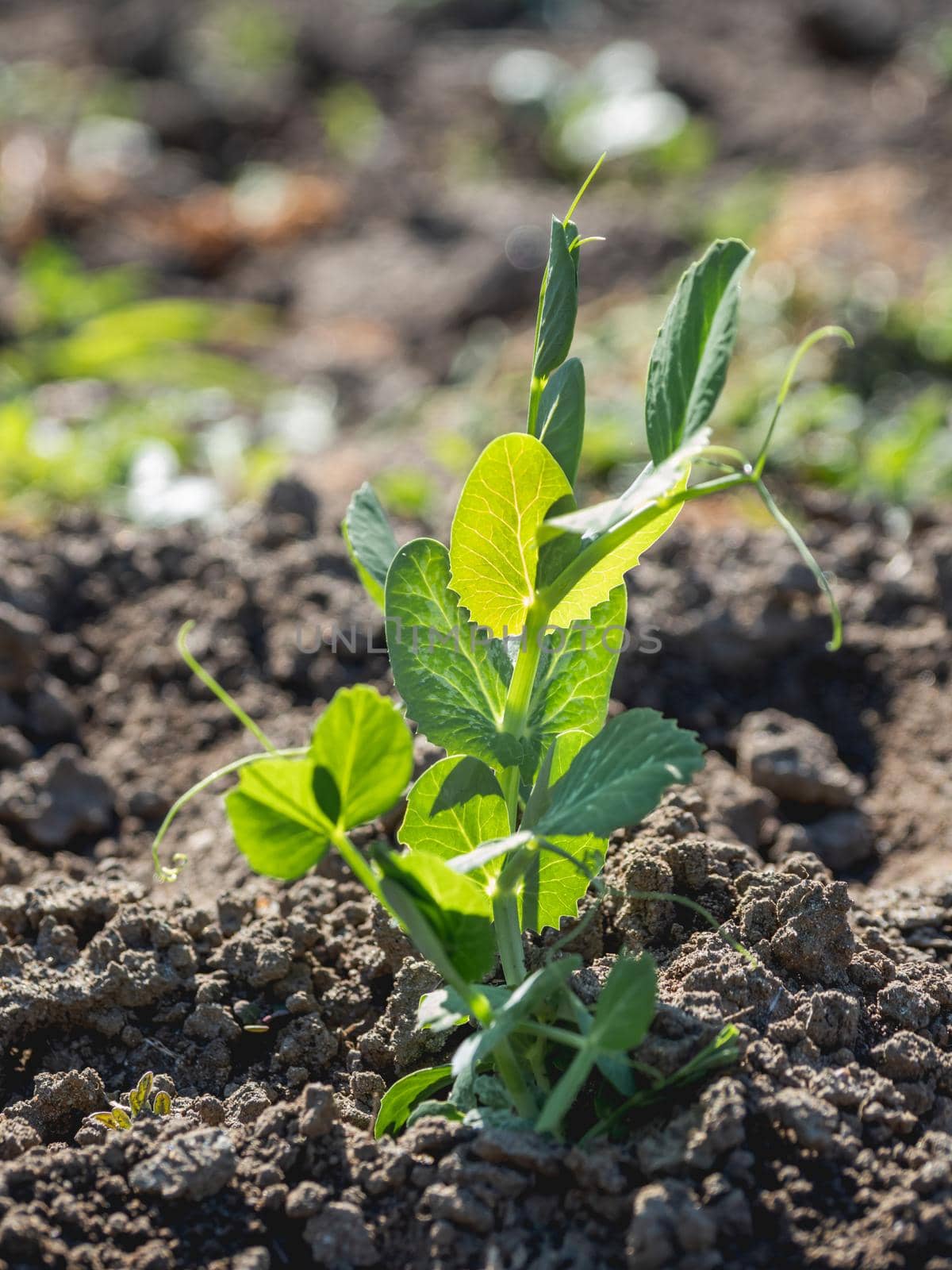 Green pea seedling in open ground. Green fresh leaves of edible plant. Gardening at spring and summer. Growing organic food.