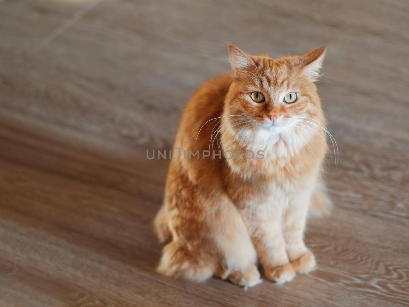 Cute ginger cat on wooden floor. Fluffy pet is gazing curiously. Fuzzy domestic animal. by aksenovko