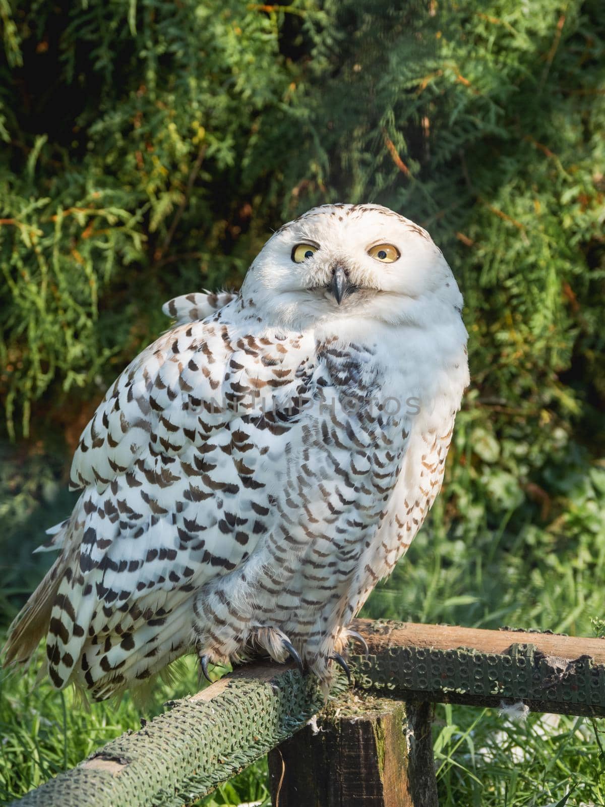 Portrait of snowy owl. Night bird with monochrome feathers in daylight. Nyctea Scandiaca.