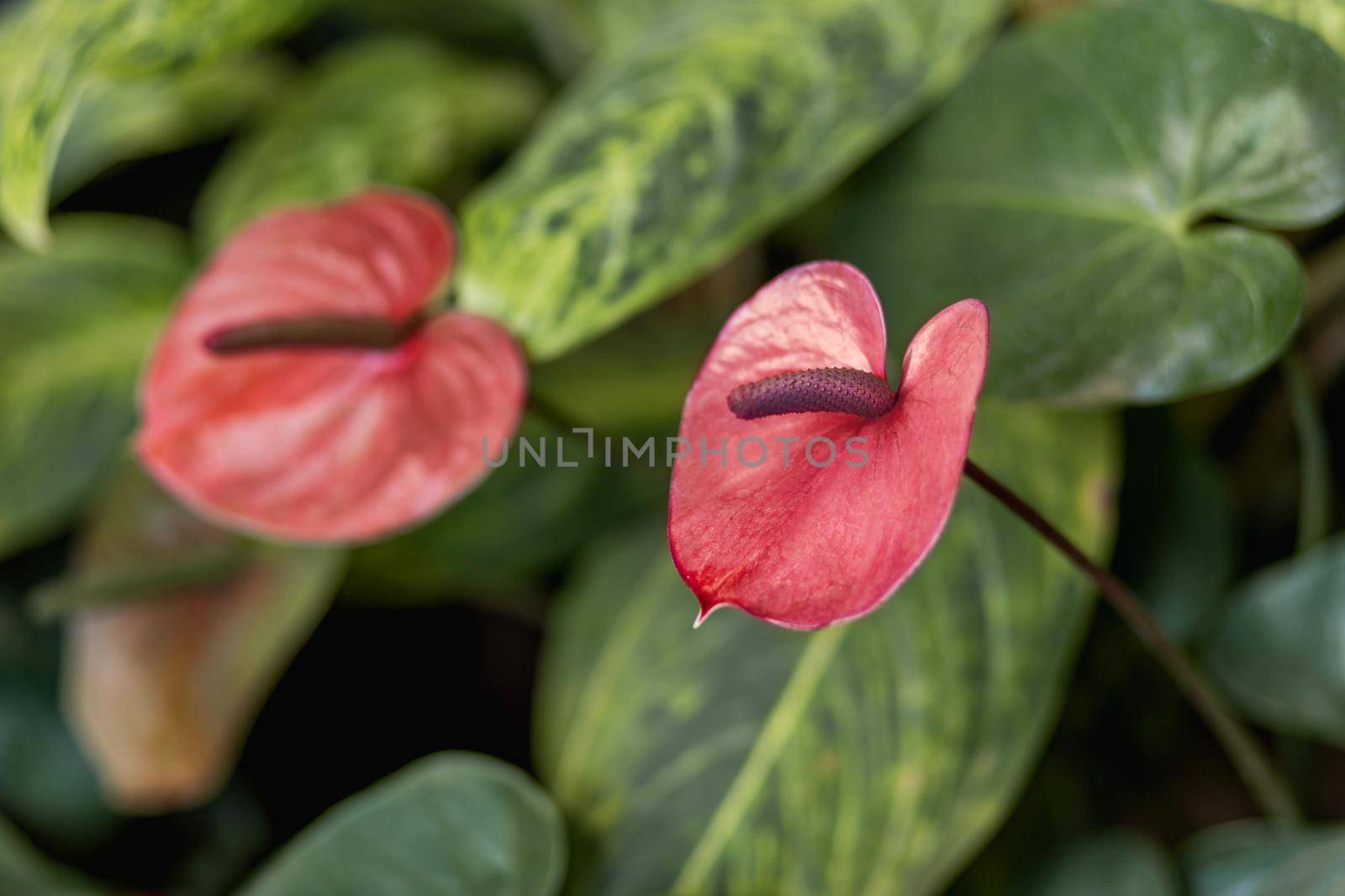 Anthurium andraeanum from Araceae family. Natural background with bright red flowers.