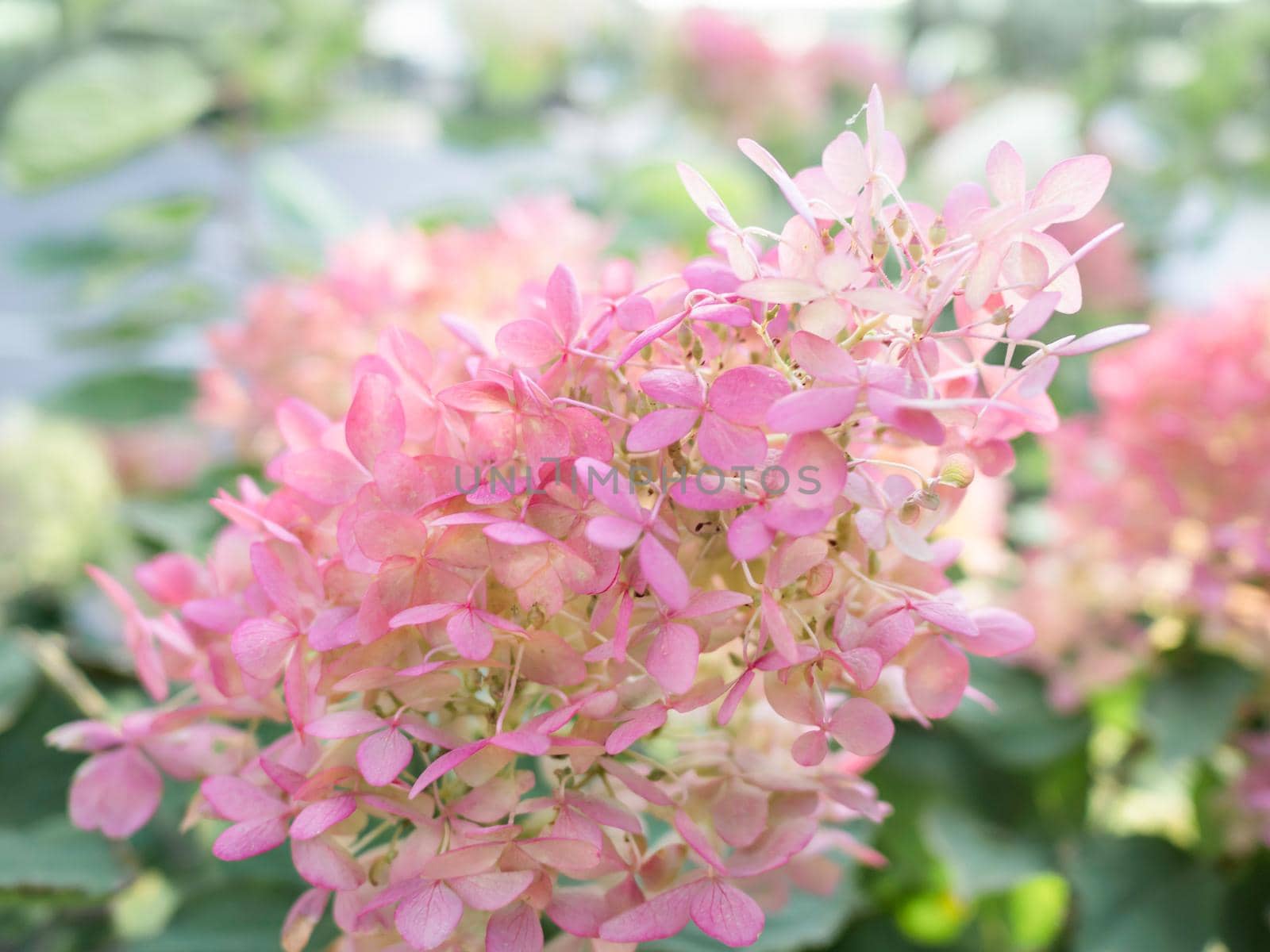 Natural background with pink hydrangea. Bush with flowers in bloom. Summer sunlight.