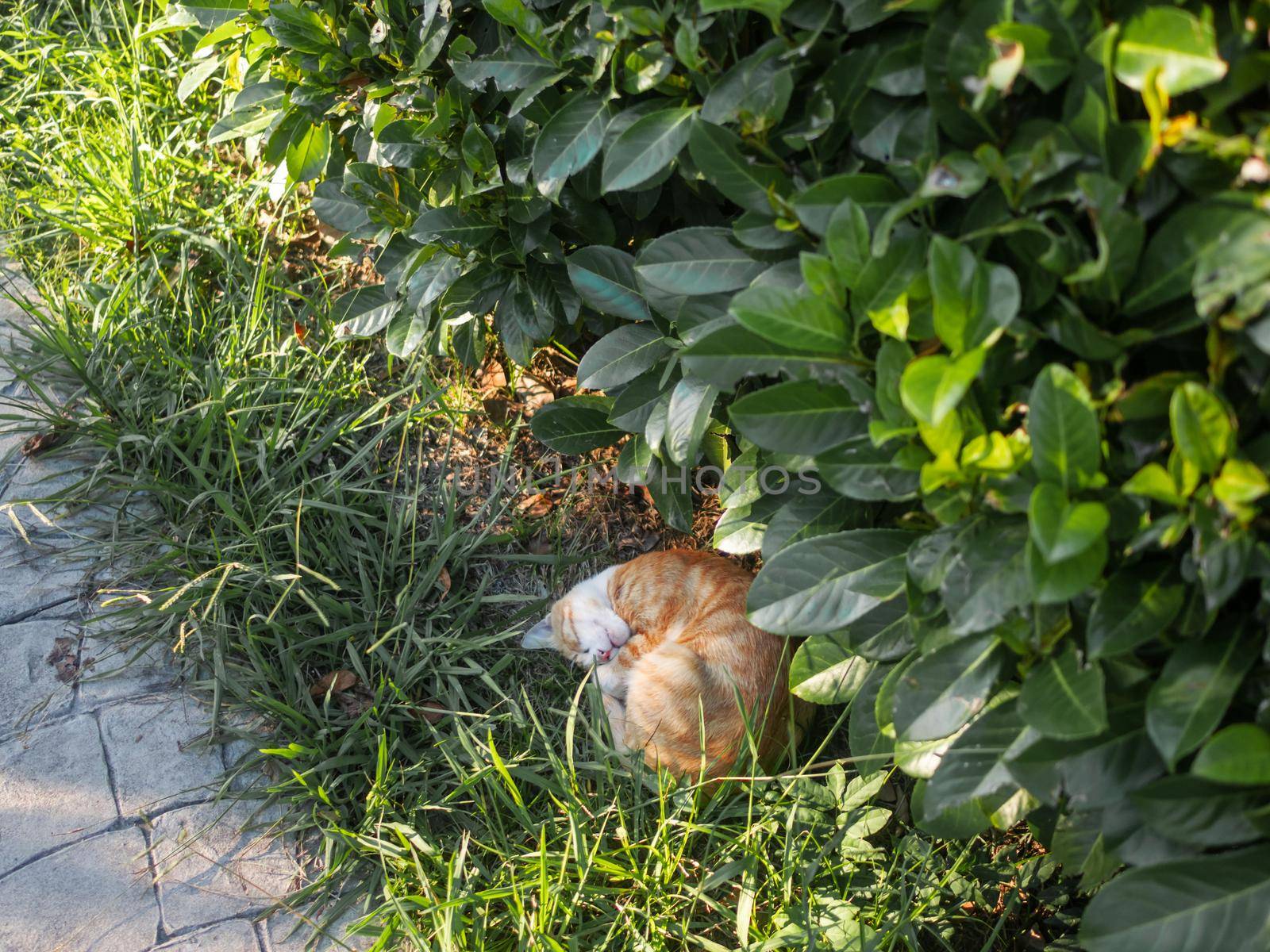Stray tabby cat sleeps tight in sunlight under bush. Ginger cat has a nap in summer warm evening. Fluffy animal curled up into a ball. by aksenovko