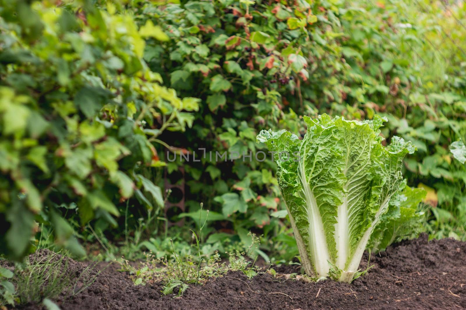 Salad in open ground. Green fresh leaves of edible plant. Gardening at spring and summer. Growing organic food.