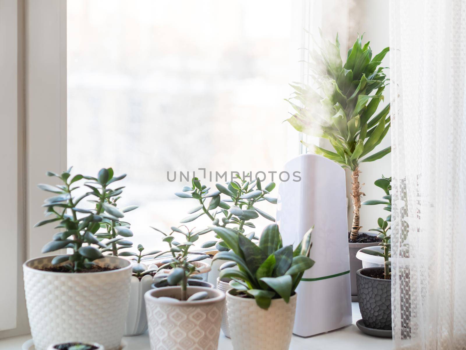 Ultrasonic humidifier among houseplants. Flower pots with succulent plants on windowsill. Water steam moisturizes dry air at home. Electric device for comfort atmosphere in living room.