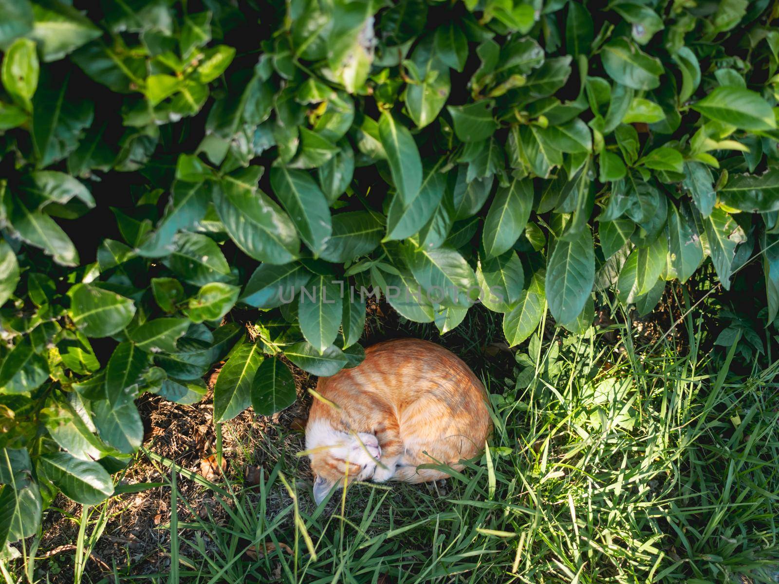 Stray tabby cat sleeps tight in sunlight under bush. Ginger cat has a nap in summer warm evening. Fluffy animal curled up into a ball. by aksenovko