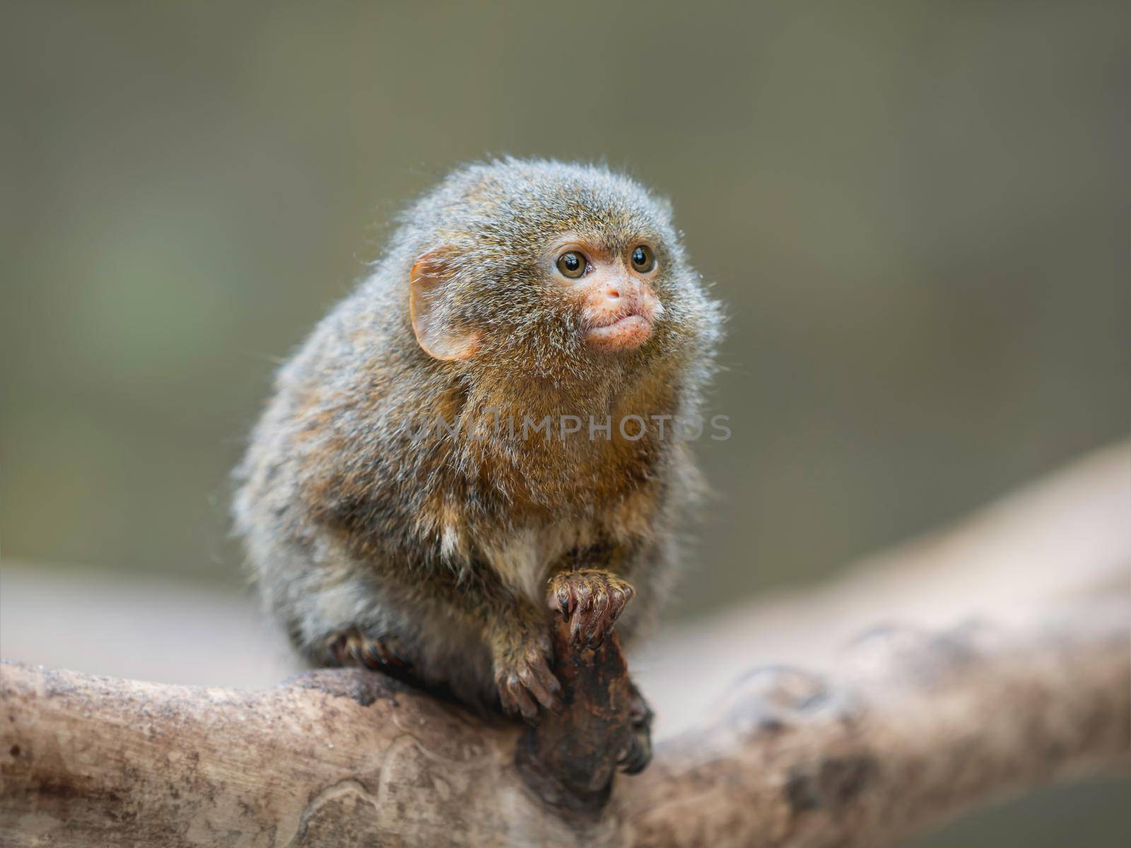 Fluffy pygmy marmoset is perching on tree branch. Portrait of one of world's smallest monkey. by aksenovko