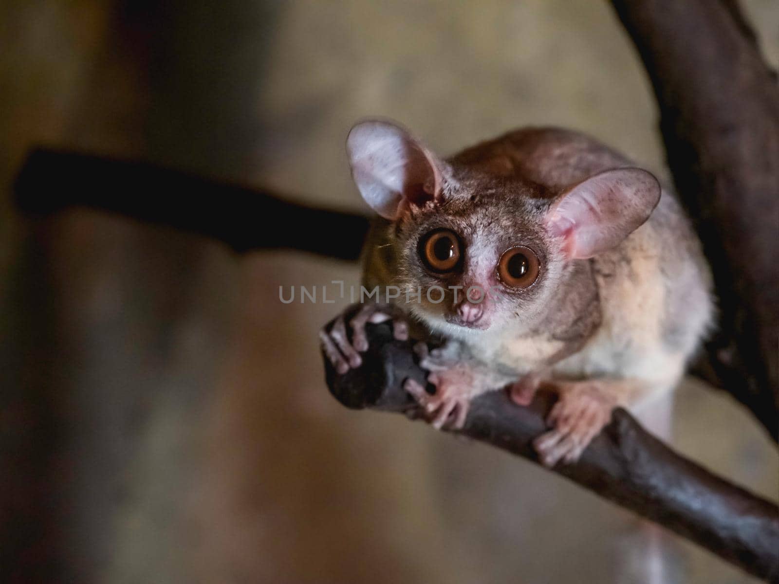 Senegal bushbaby or Galago senegalensis. Small primate also known as Senegal galago, lesser galago or lesser bush baby. by aksenovko