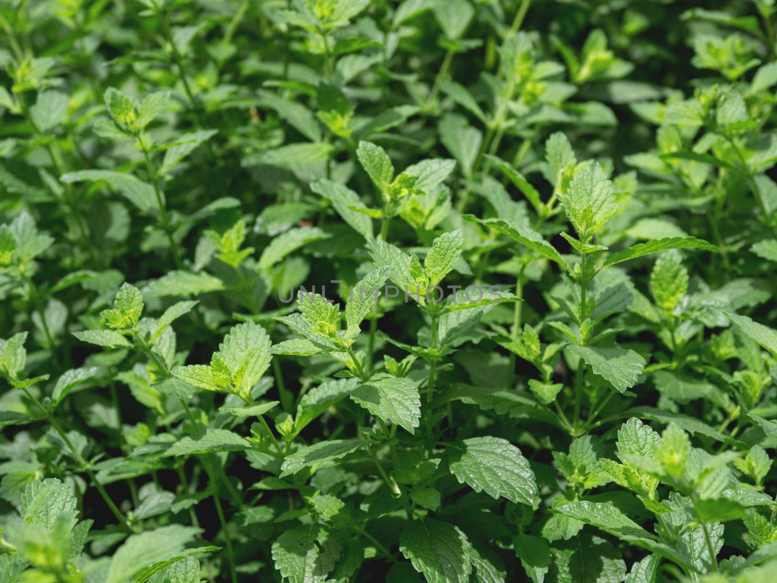 Lemon balm or Melissa officinalis, perennial herbaceous plant in the mint family. Natural summer background with green leaves.